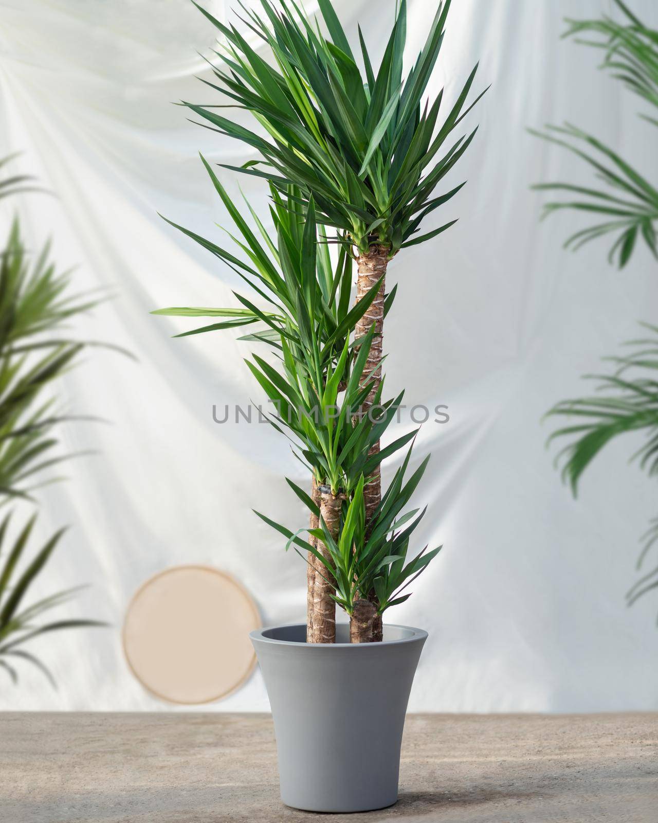 Yucca Asparagaceae Agavoideae plant in gray pot