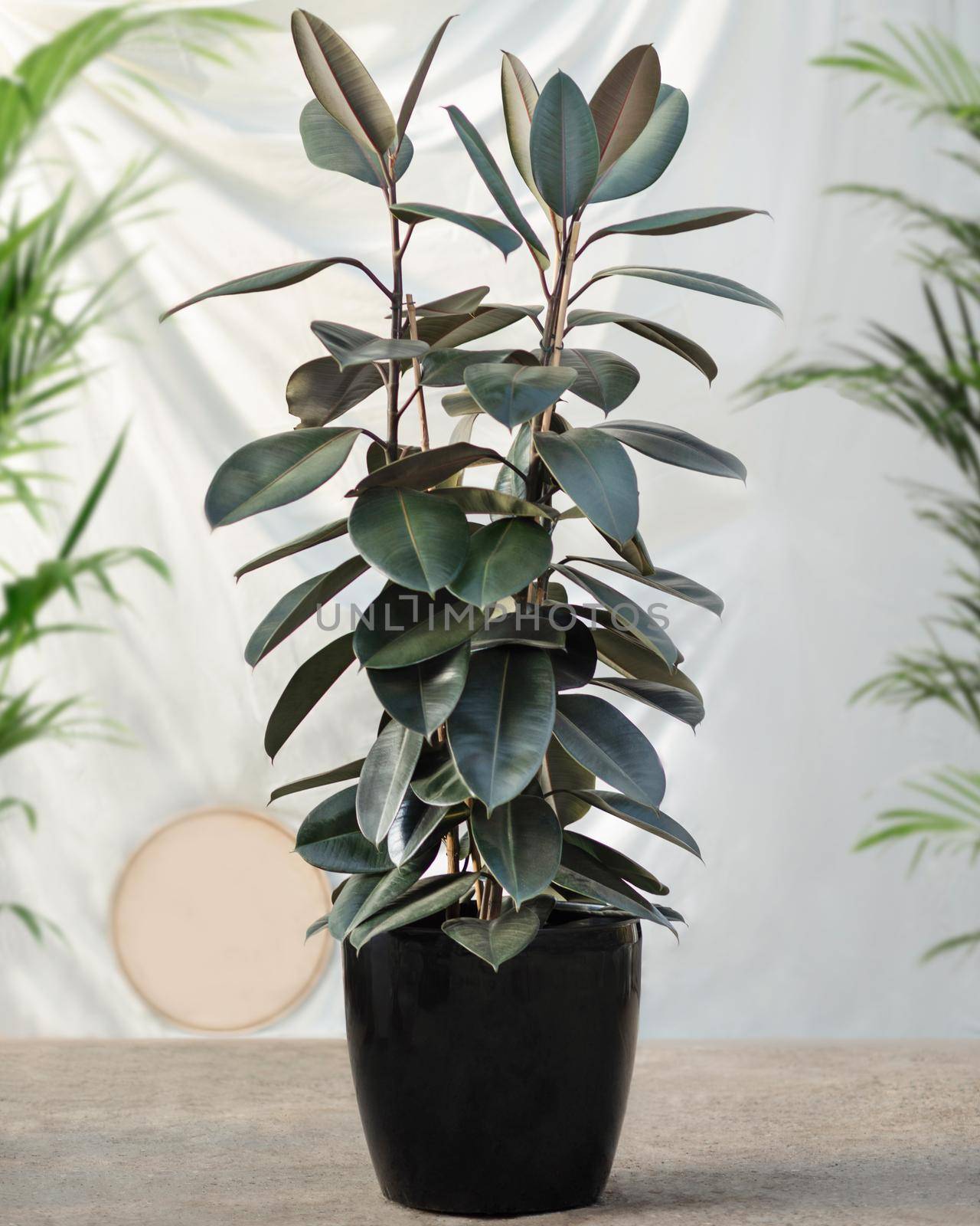 Rubber fig Ficus elastica rubber tree plant in black pot by ferhad