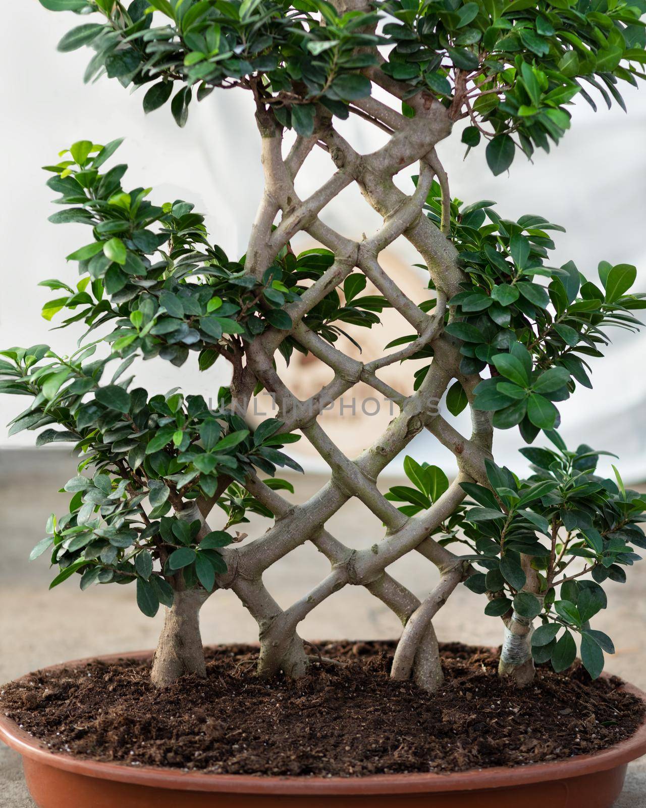 Big size Ficus bonsai ginseng retusa plant closely by ferhad