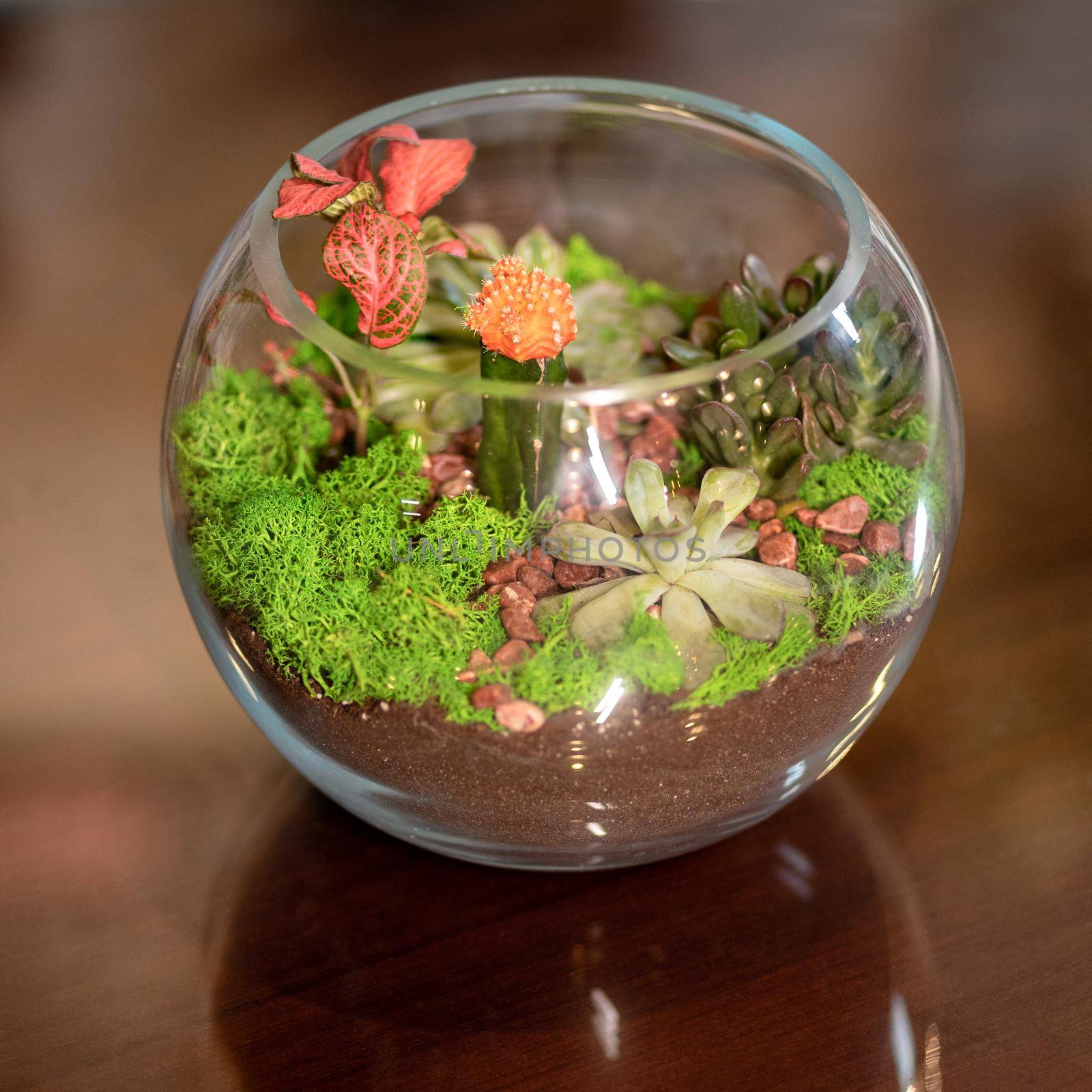 Beautiful colorful glass terrarium with succulent, cactus, flower, rock, sand inside by ferhad