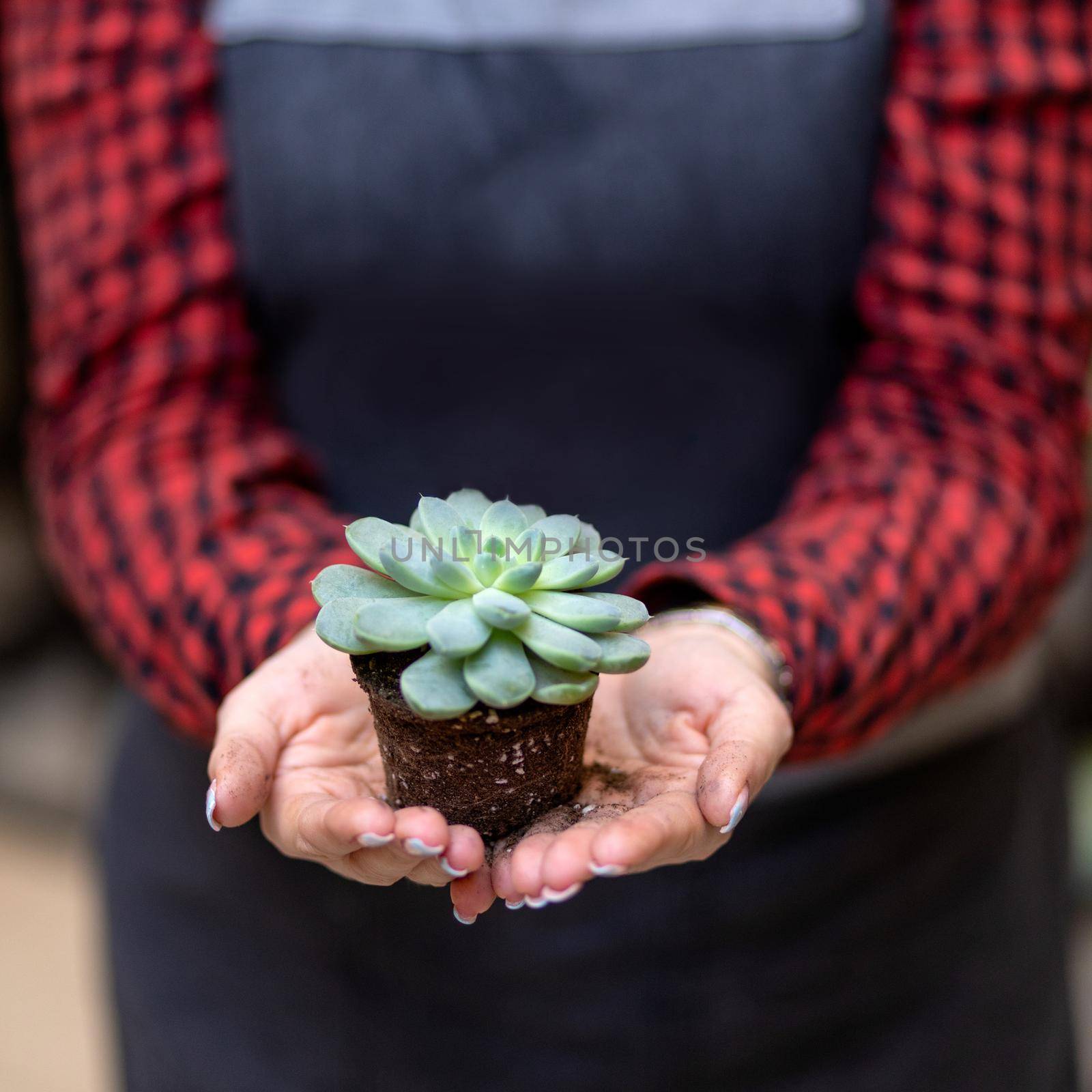 Woman holding the succulent plant in the palm by ferhad