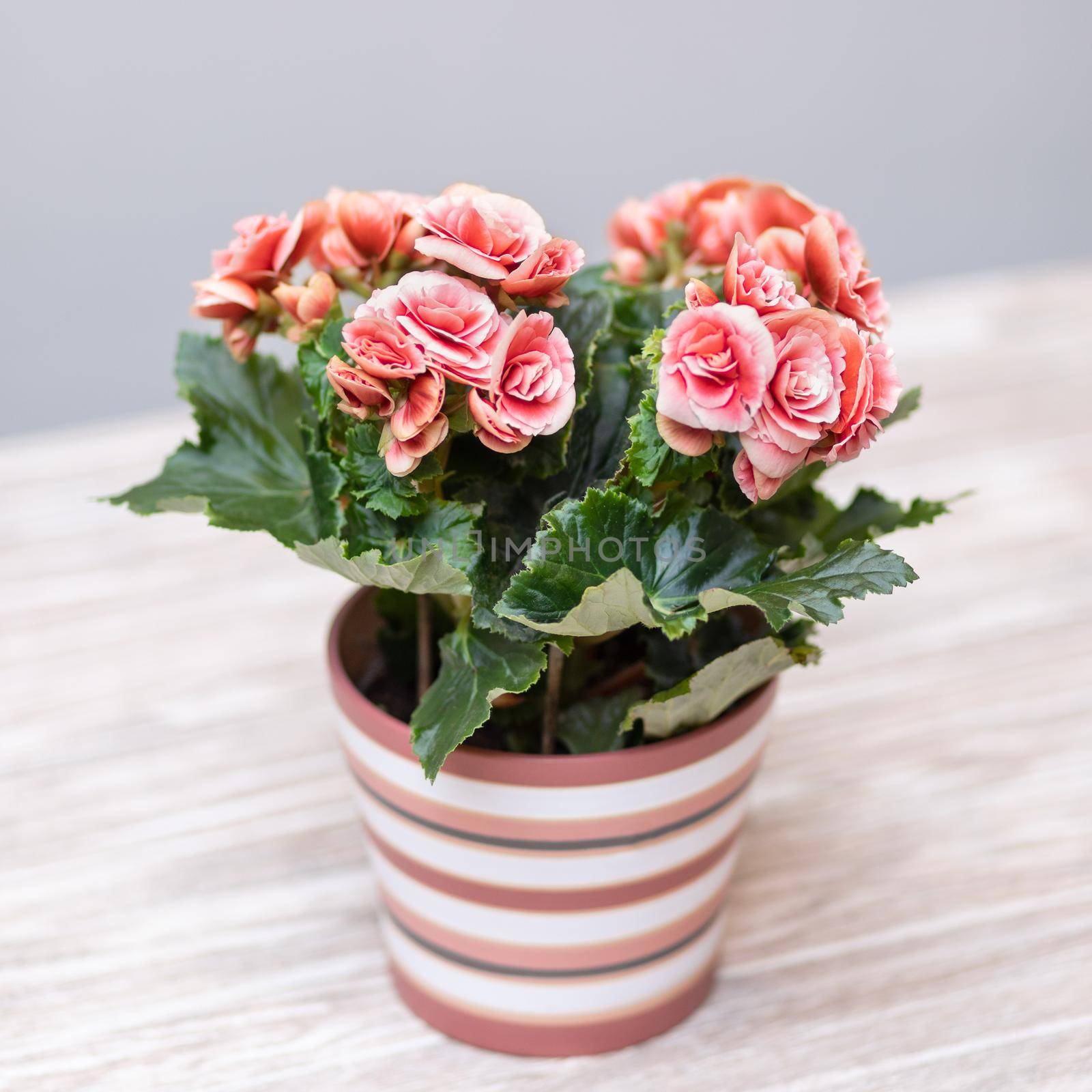 Pink Elatior Begonia in the pot