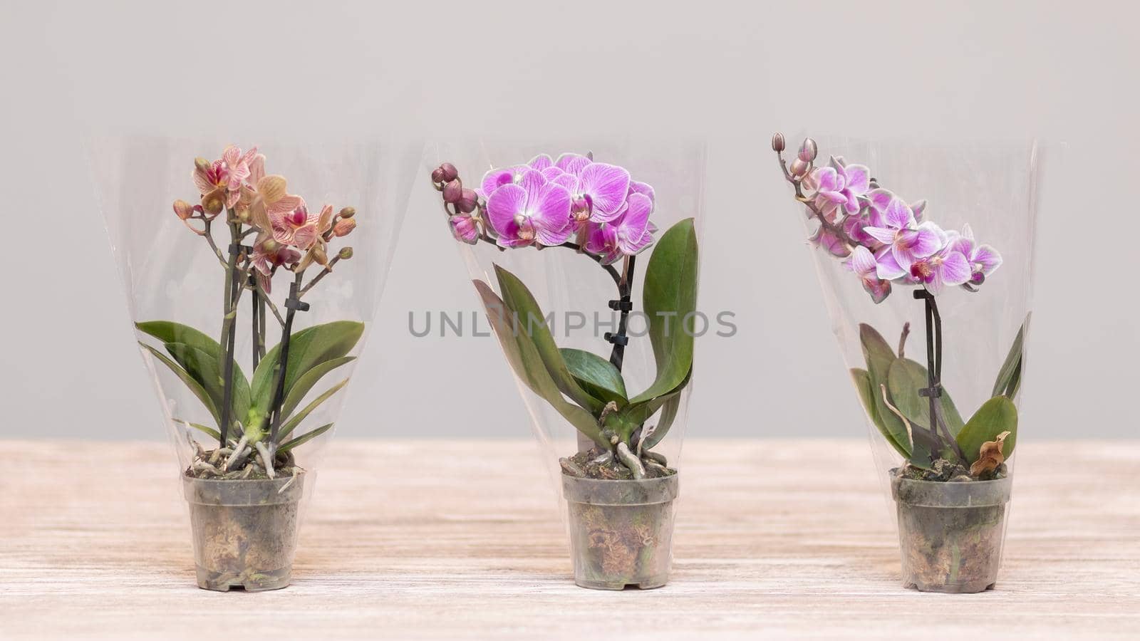 Small Moth orchids, Phalaenopsis by ferhad