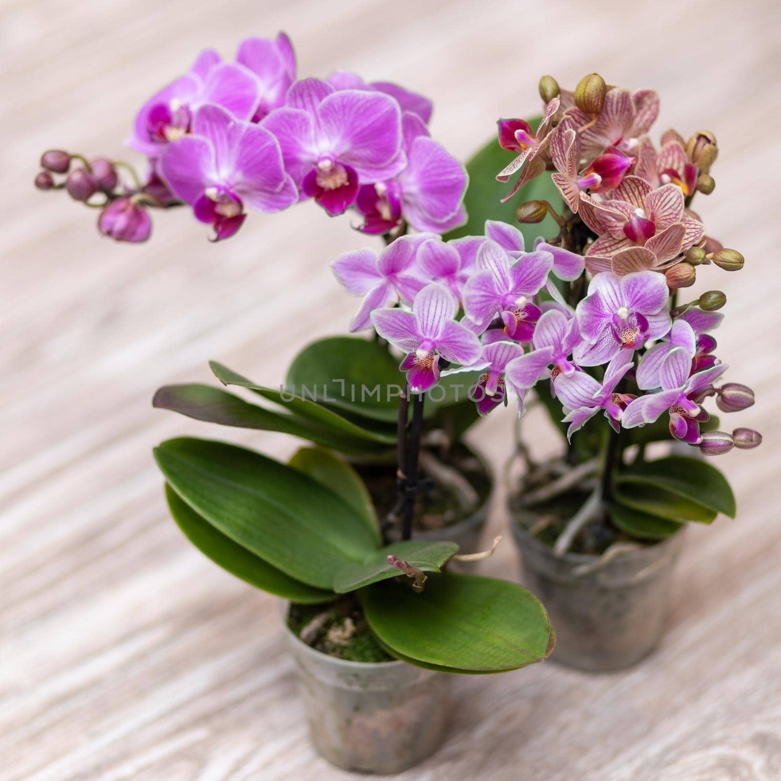 Small Moth orchids, Phalaenopsis by ferhad