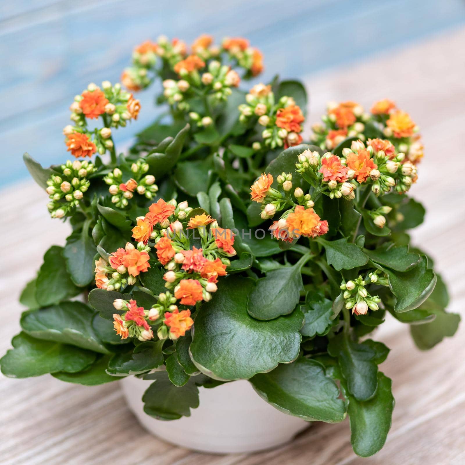 Colorful Widow's-thrill, Kalanchoe flower by ferhad
