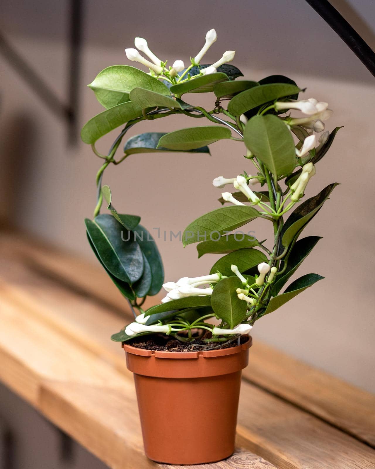 White Stephanotis floribunda flower plant