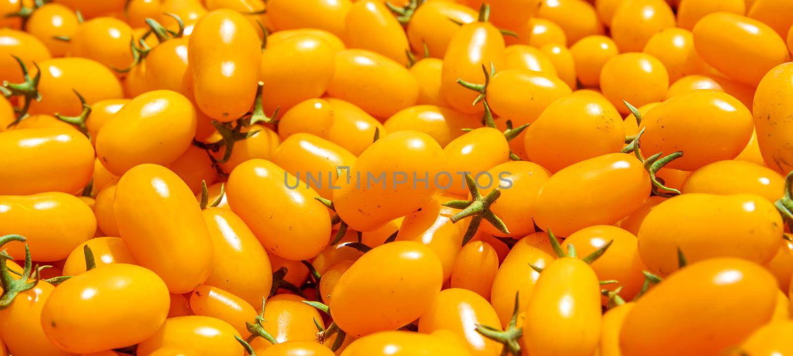 background from yellow ripe tomatoes grown without chemistry, banner by Edophoto