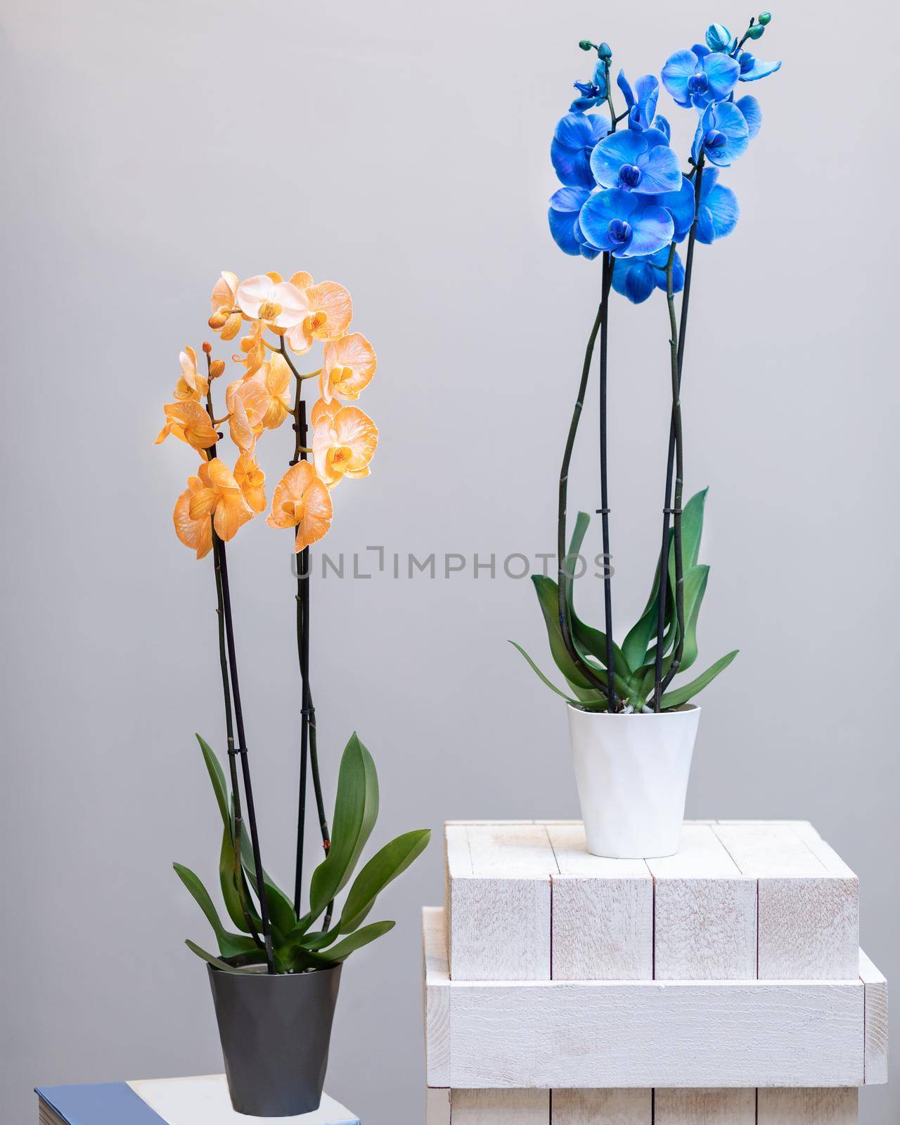 Yellow and blue Phalaenopsis, Moth orchid flowers in the pot by ferhad