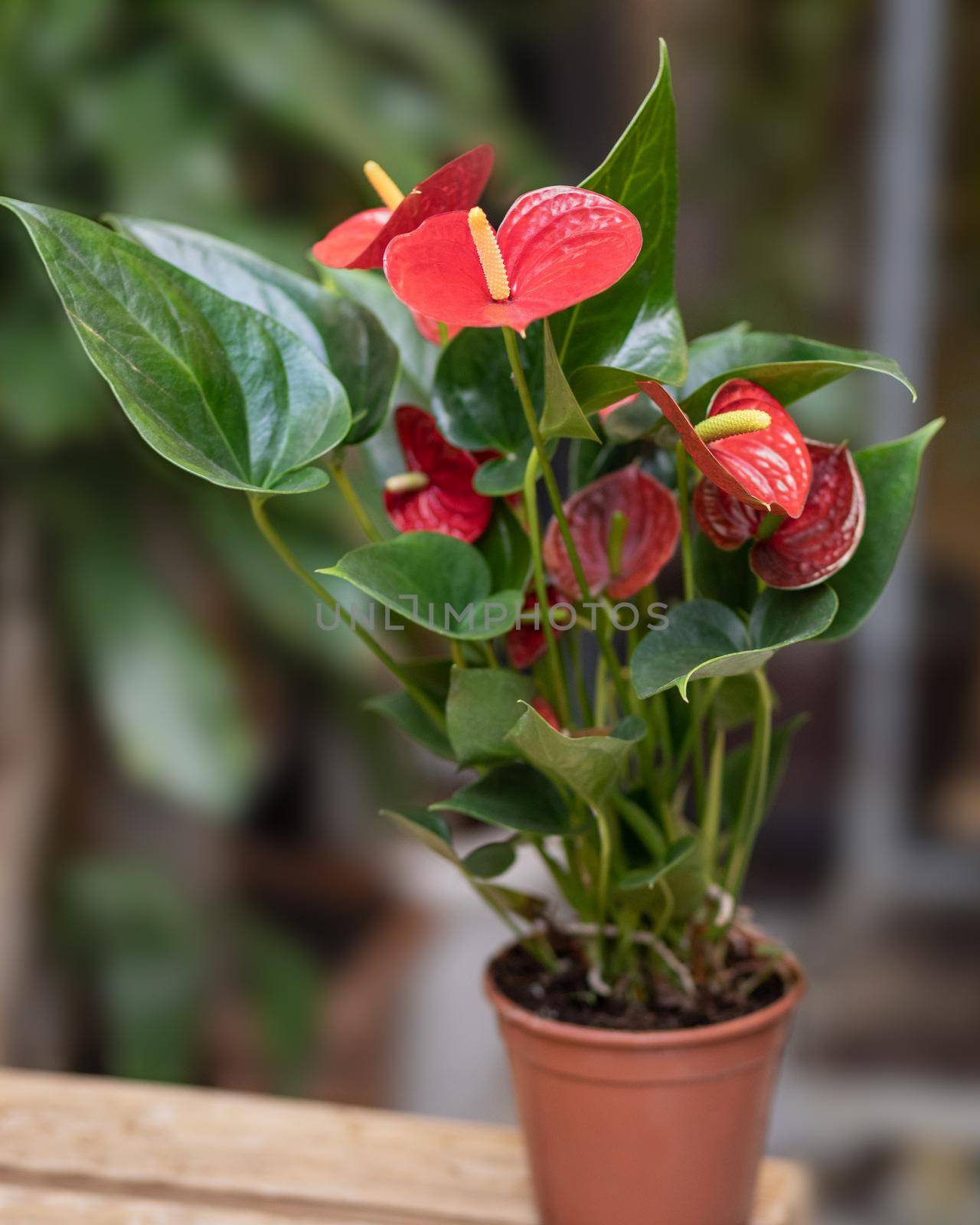 Red Anthurium Laceleaf flower plant in pot