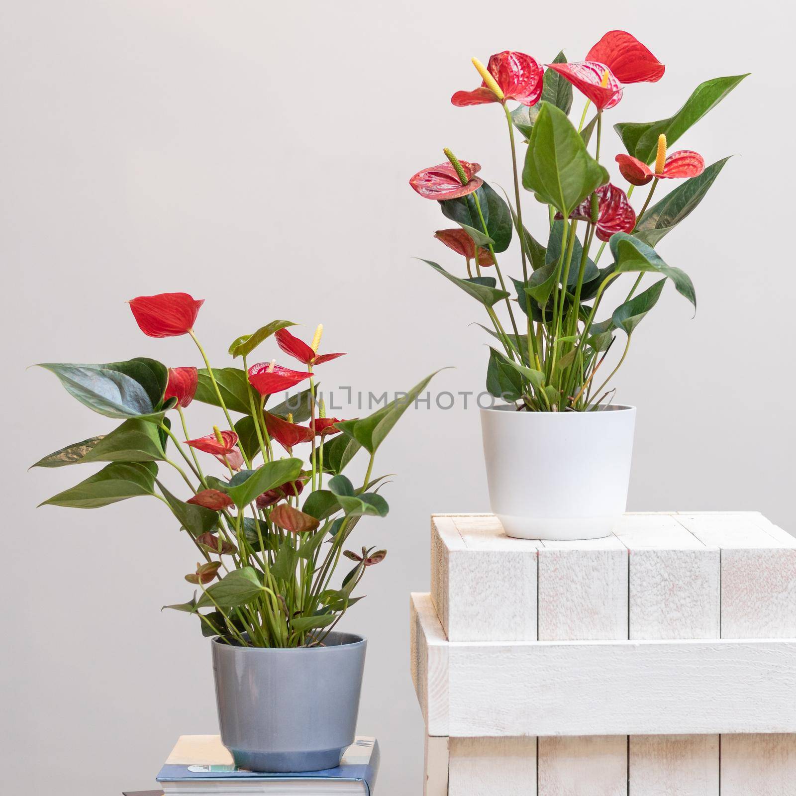 Red Anthurium Laceleaf flower plant in pot by ferhad