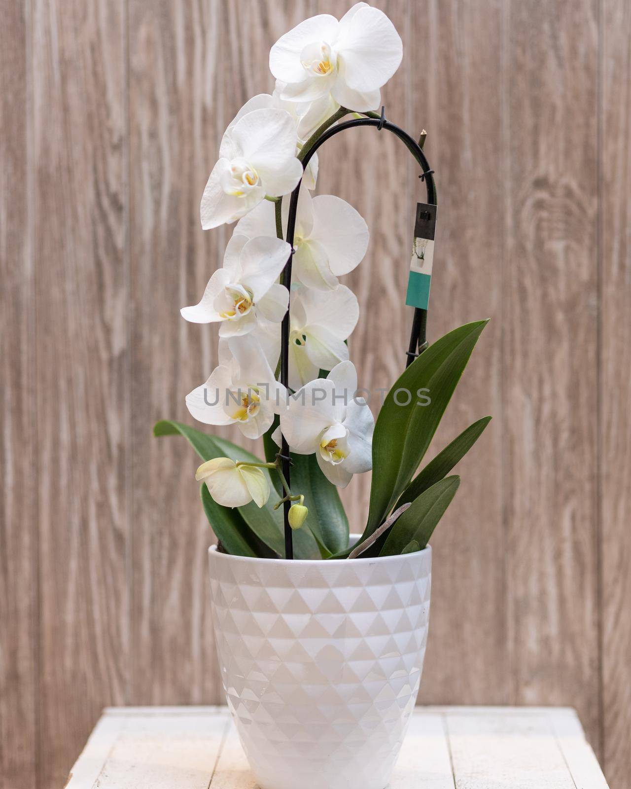 White Dendrobium orchid in the white pot