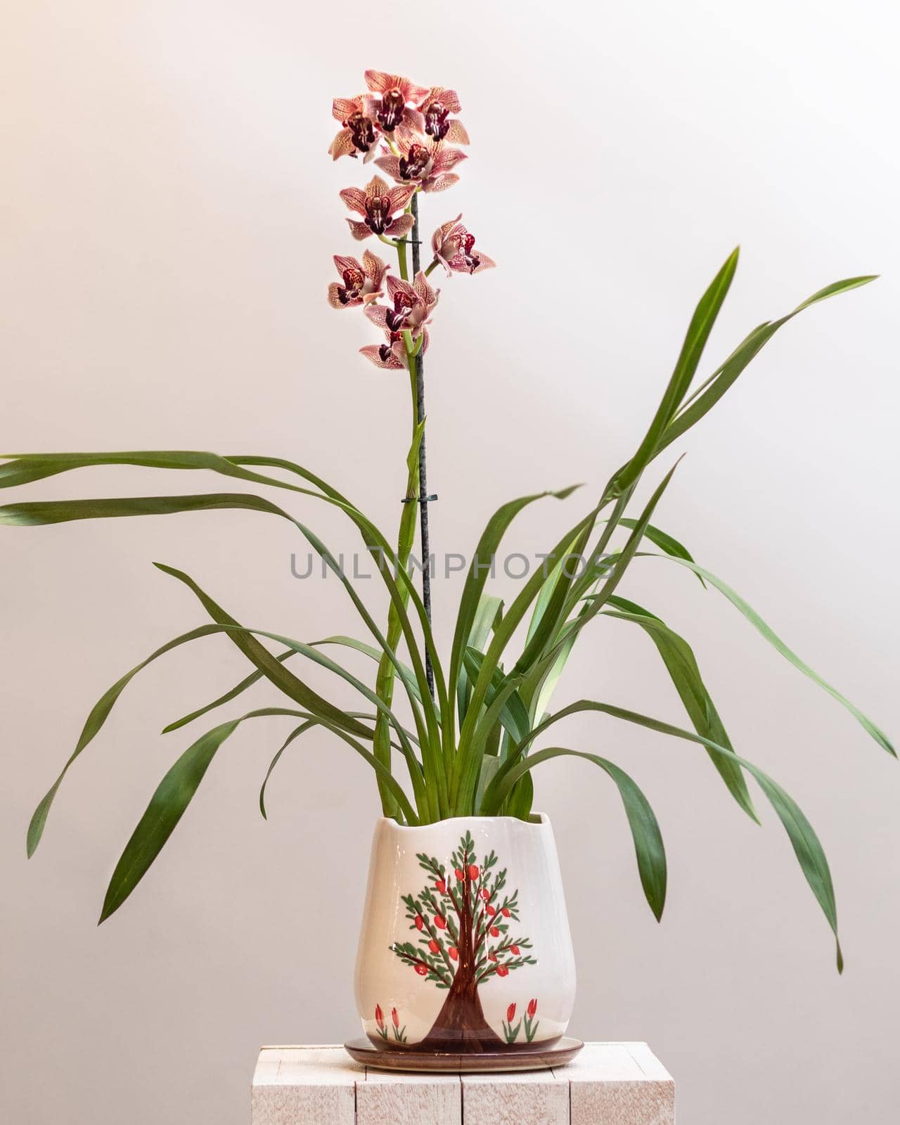 Boat orchid, cymbidium in the pot by ferhad