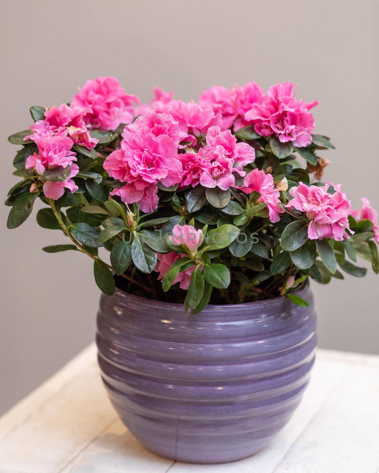 Purple Azalea Topiary flower plant by ferhad