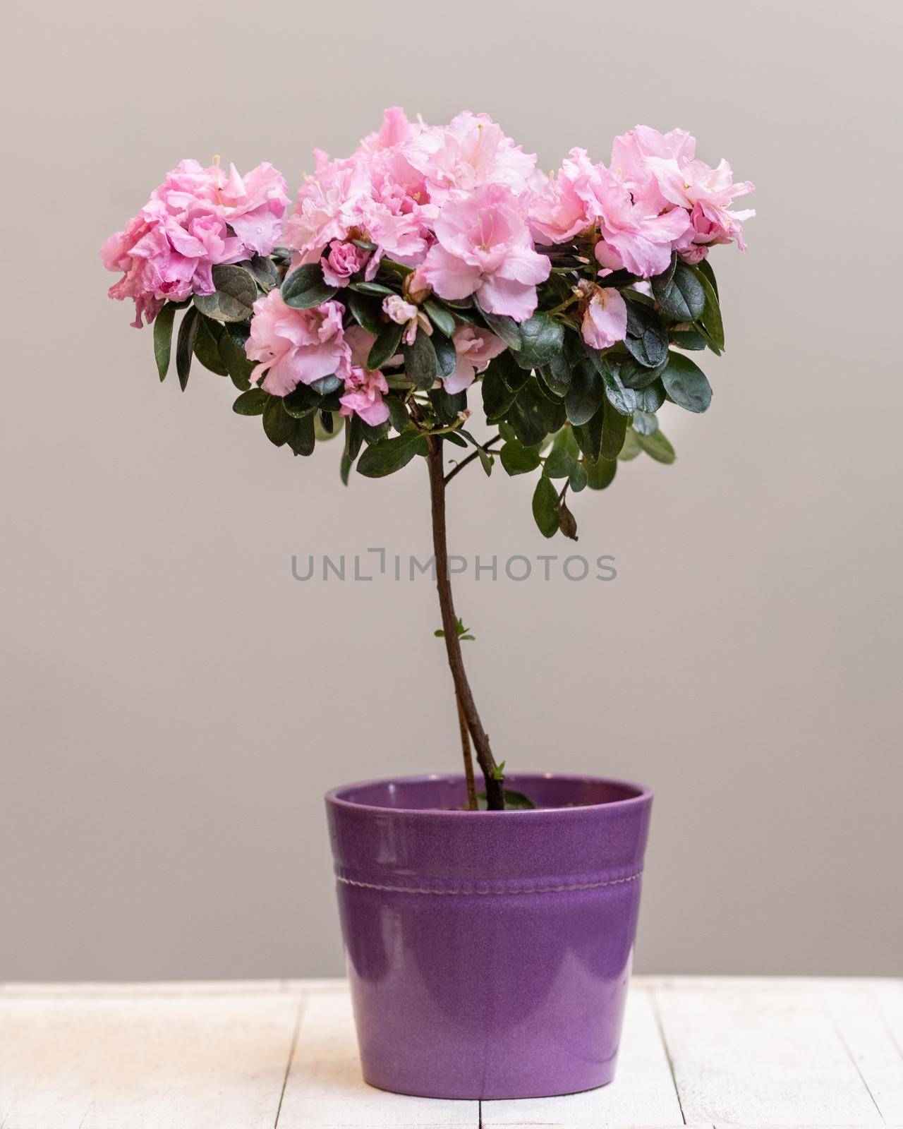 Purple Azalea Topiary cutout flower plant