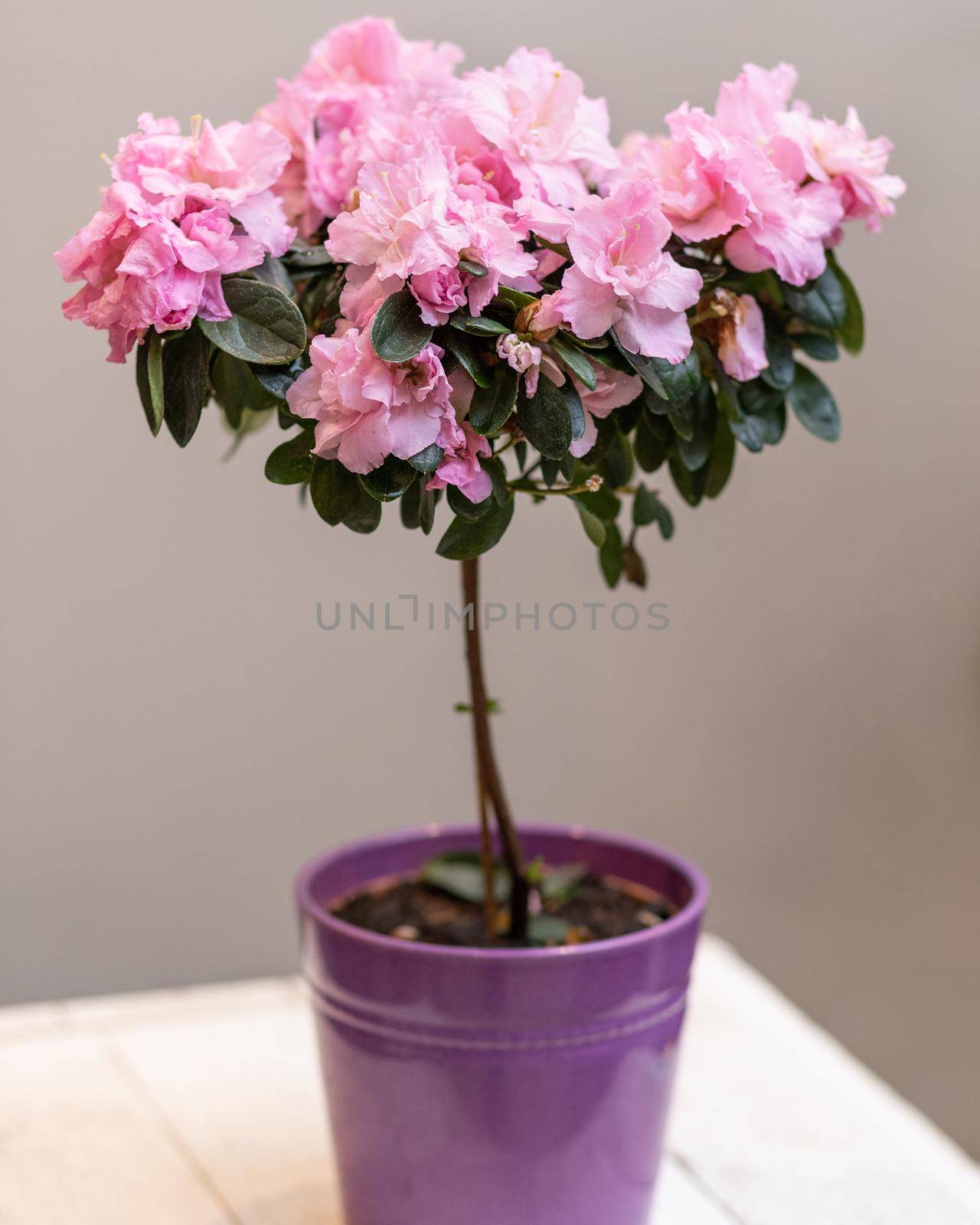 Purple Azalea Topiary cutout flower plant