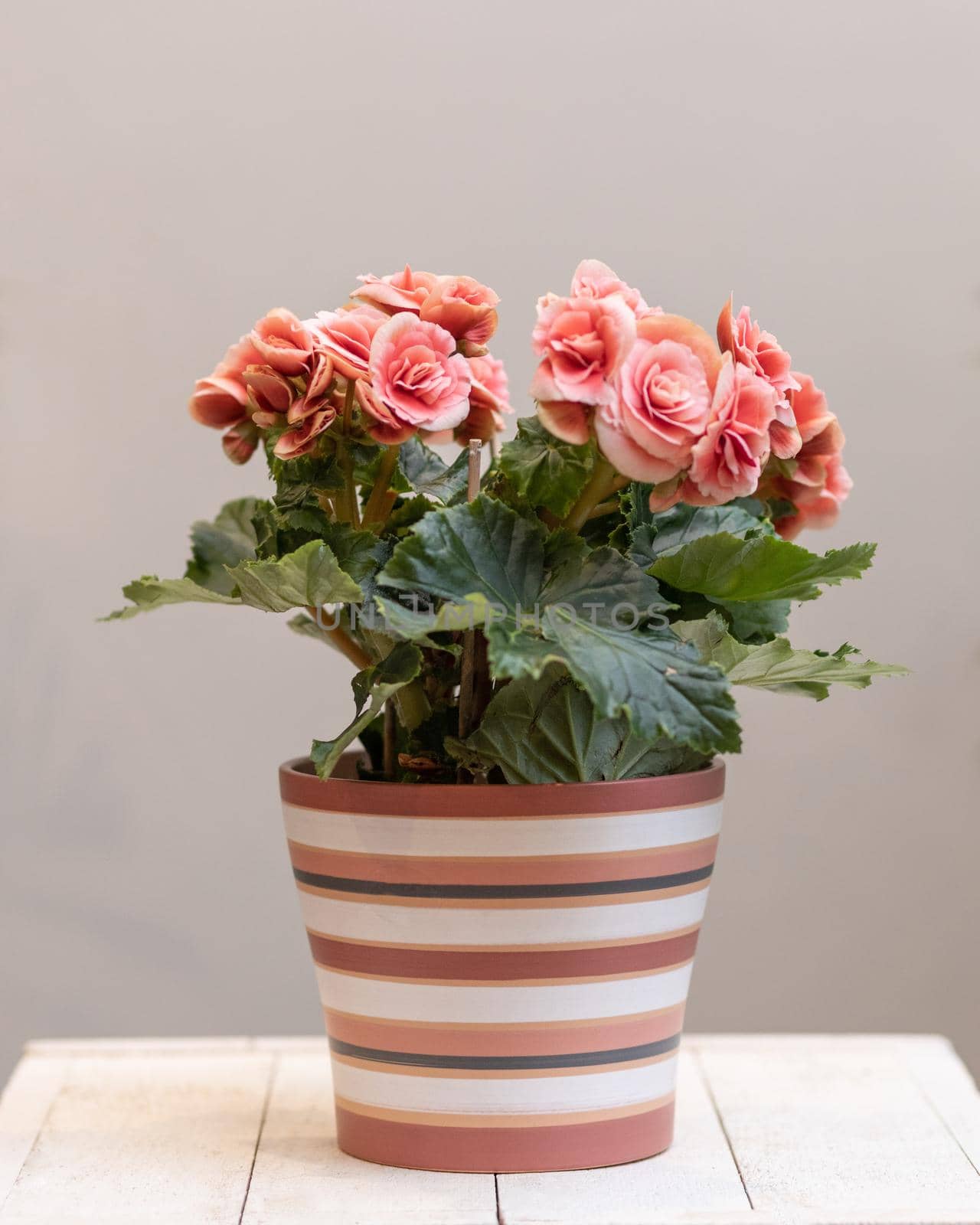 Pink Elatior Begonia flower in the pot