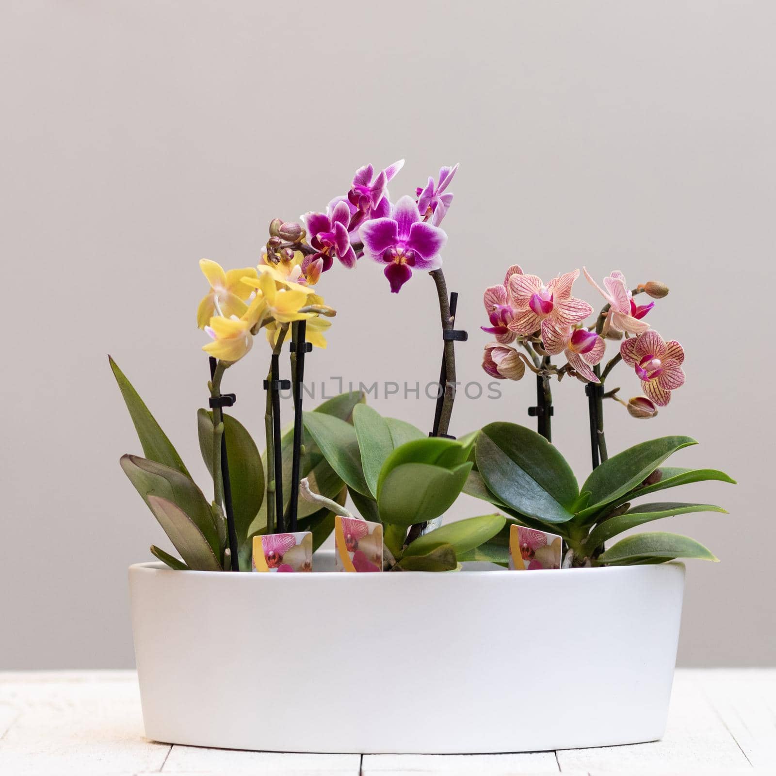 Boat orchid, cymbidium in the white pot by ferhad