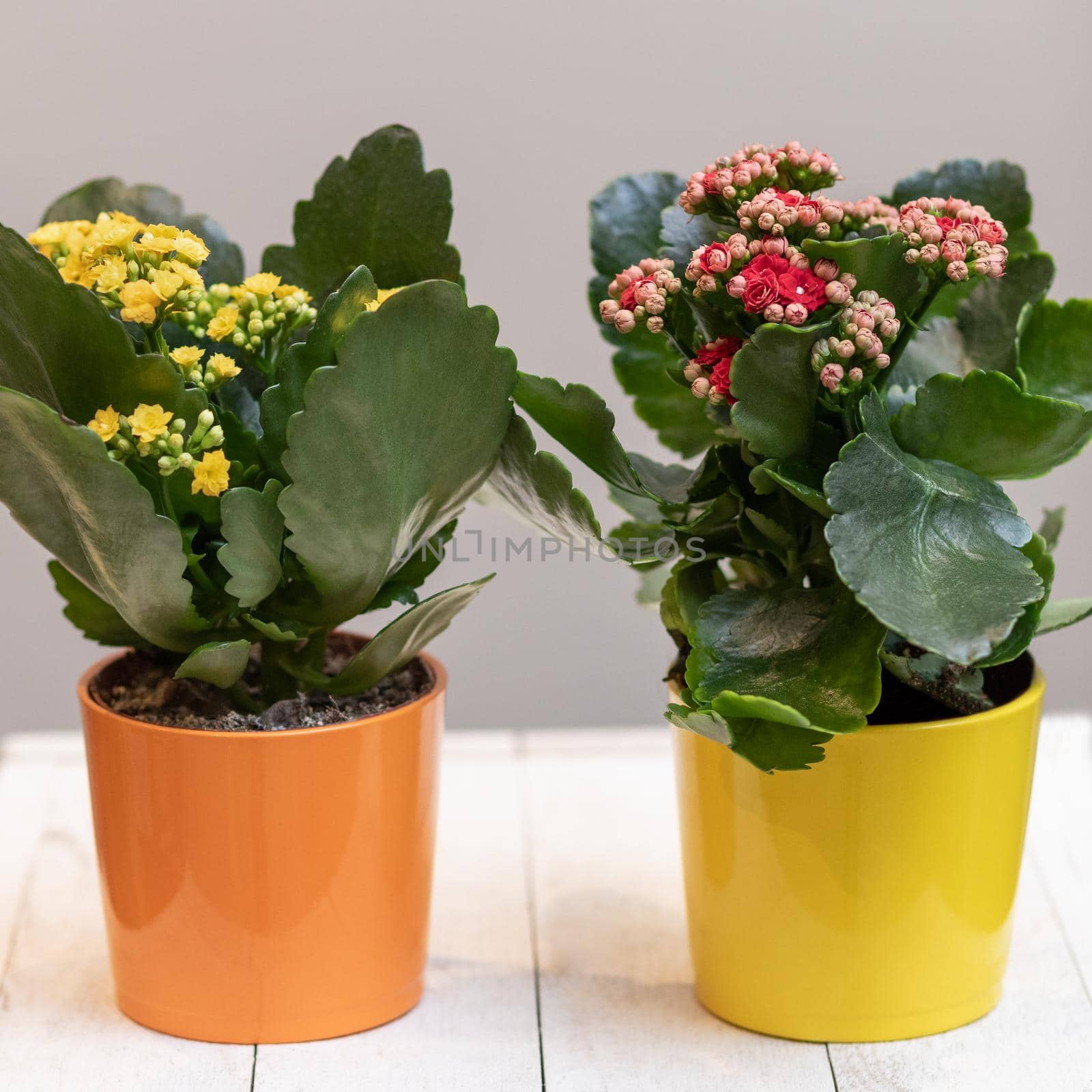 Colorful Widow's-thrill, Kalanchoe flowers