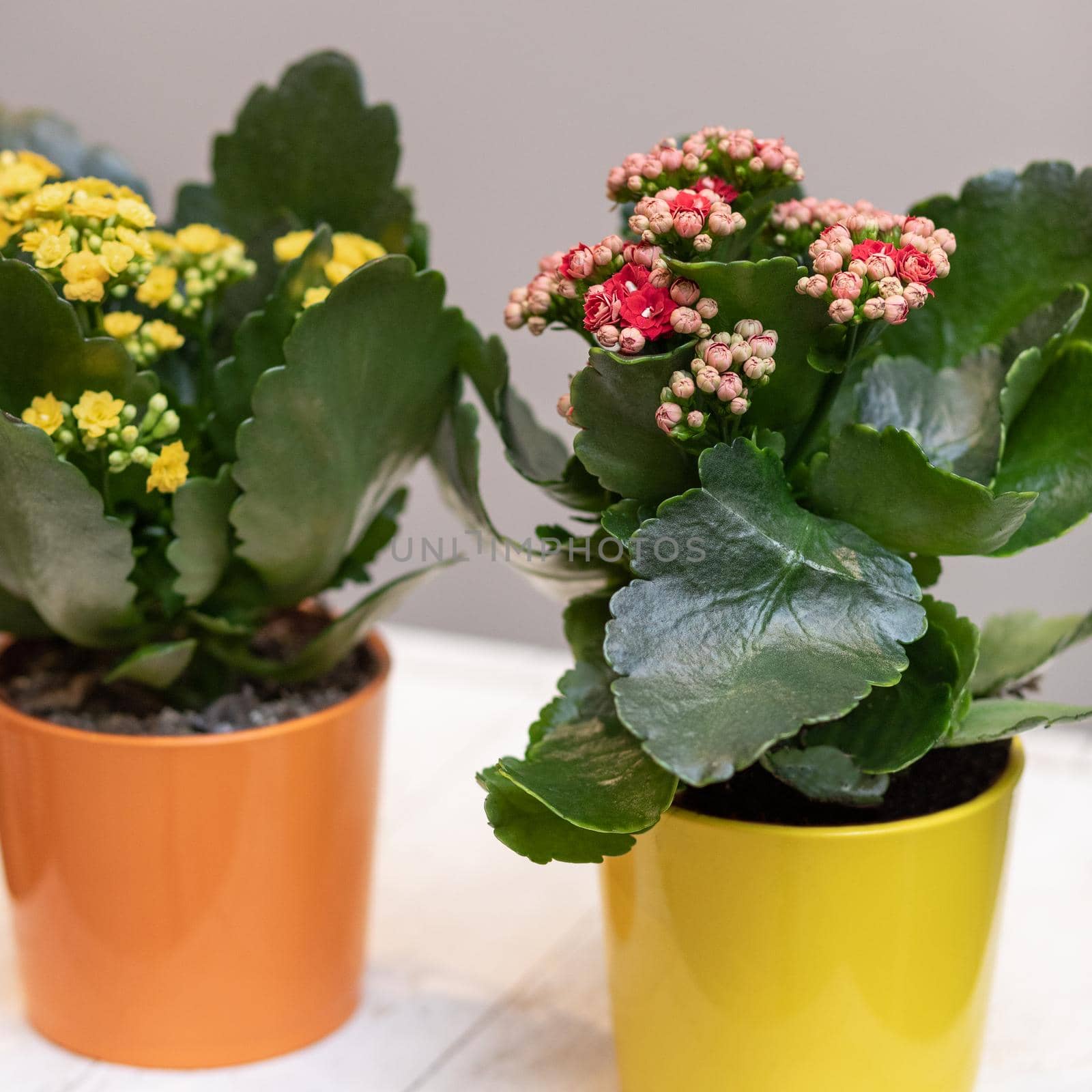 Colorful Widow's-thrill, Kalanchoe flowers close up