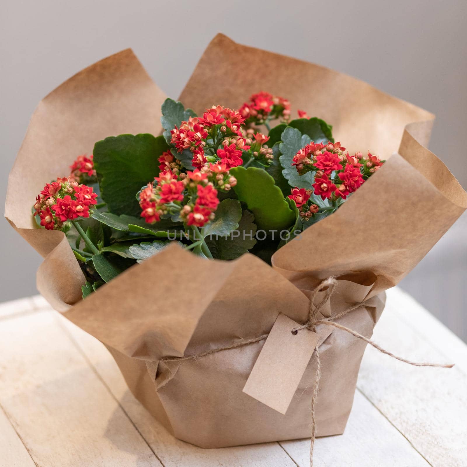Colorful Widow's-thrill, Kalanchoe flowers in the paper bouquet