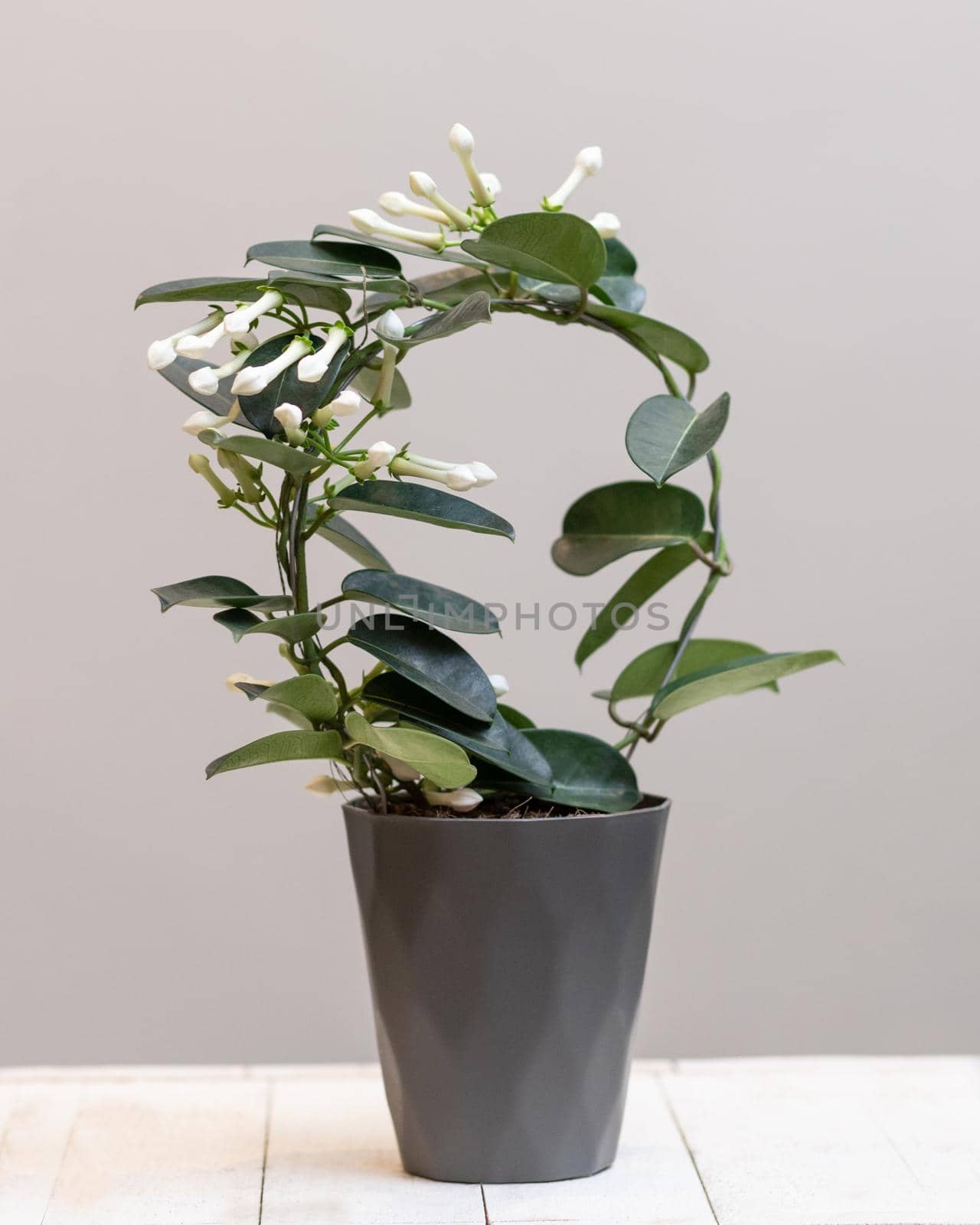 White Stephanotis floribunda flower plant by ferhad