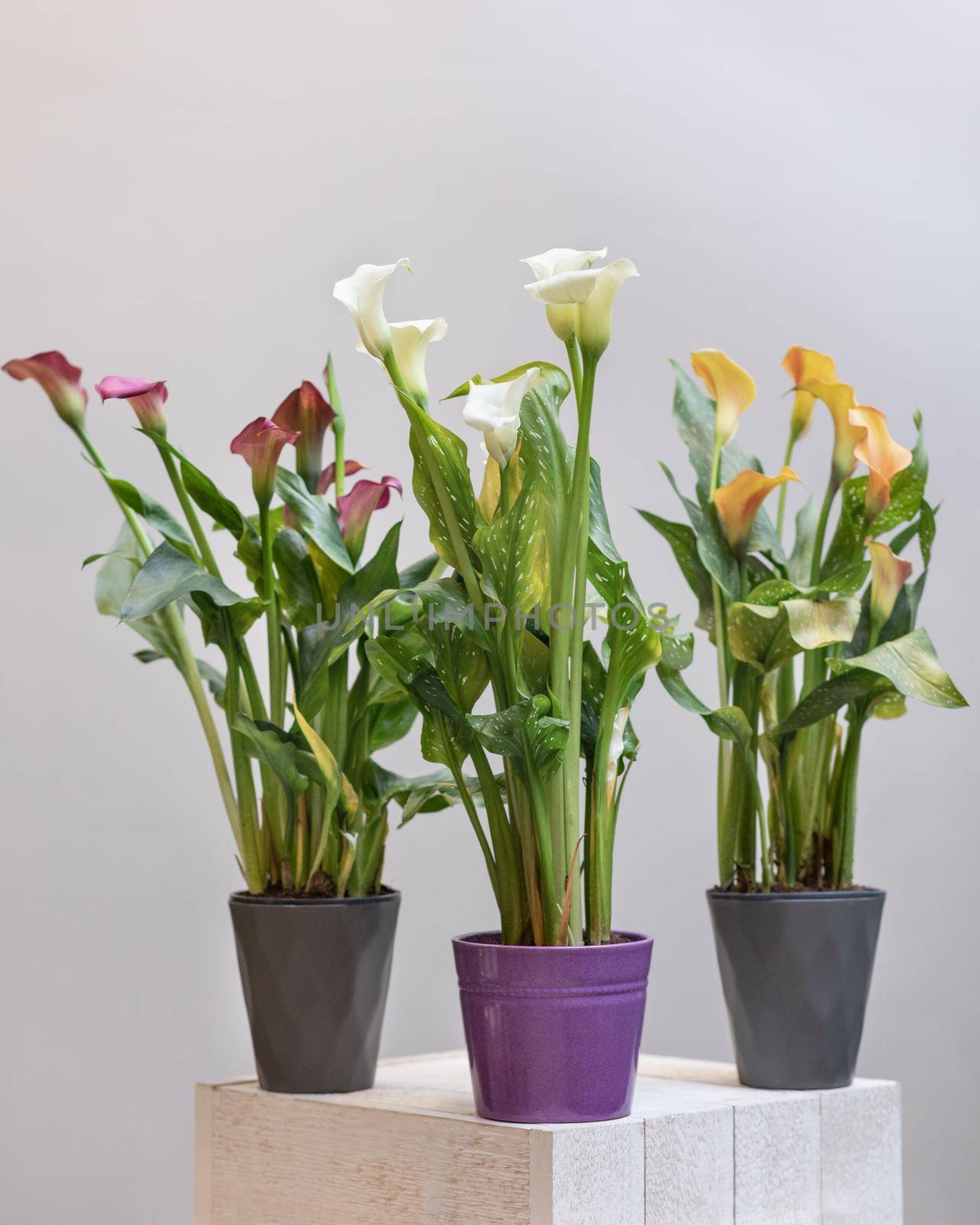 Colorful Arum lily flower plants