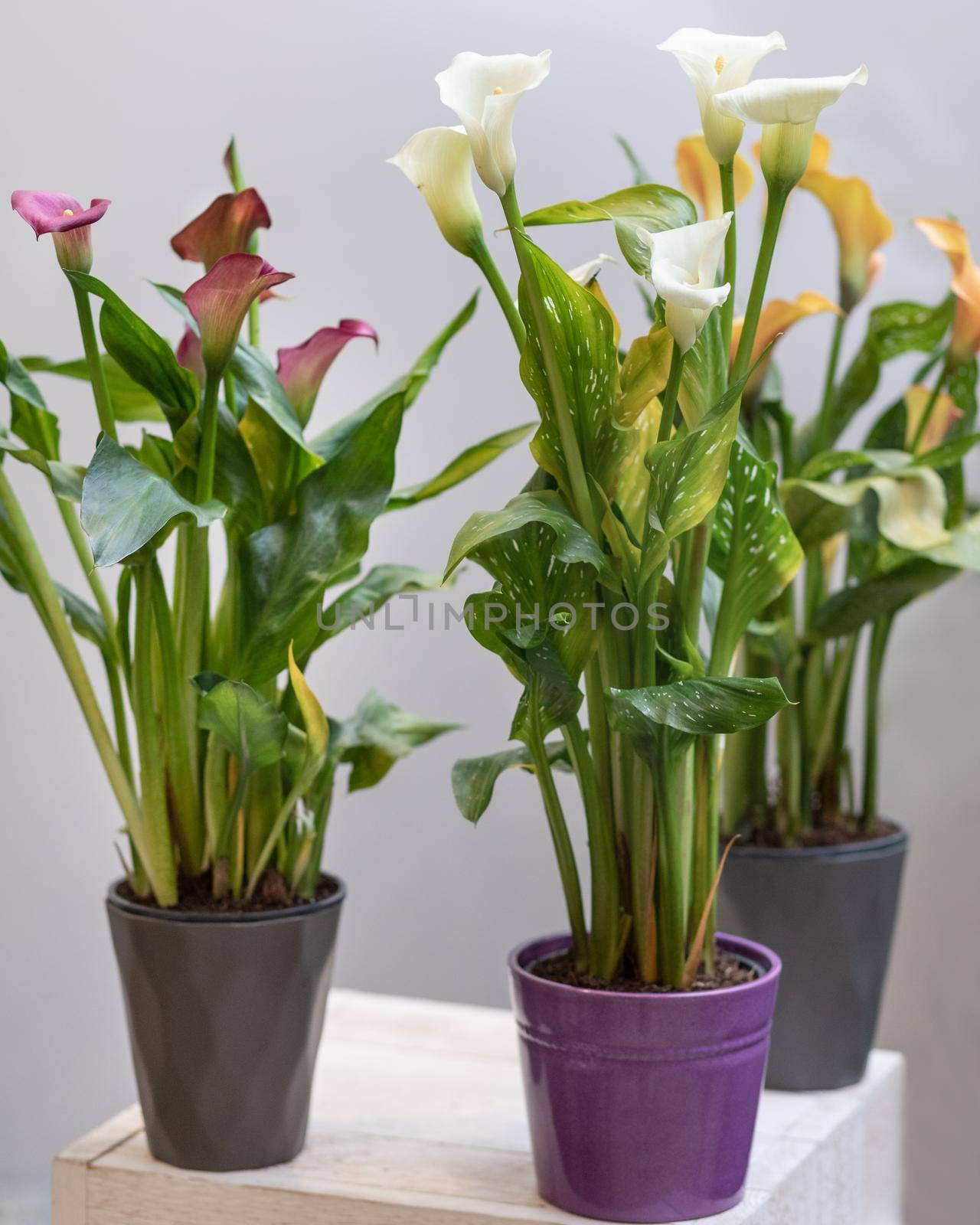 Colorful Arum lily flower plants