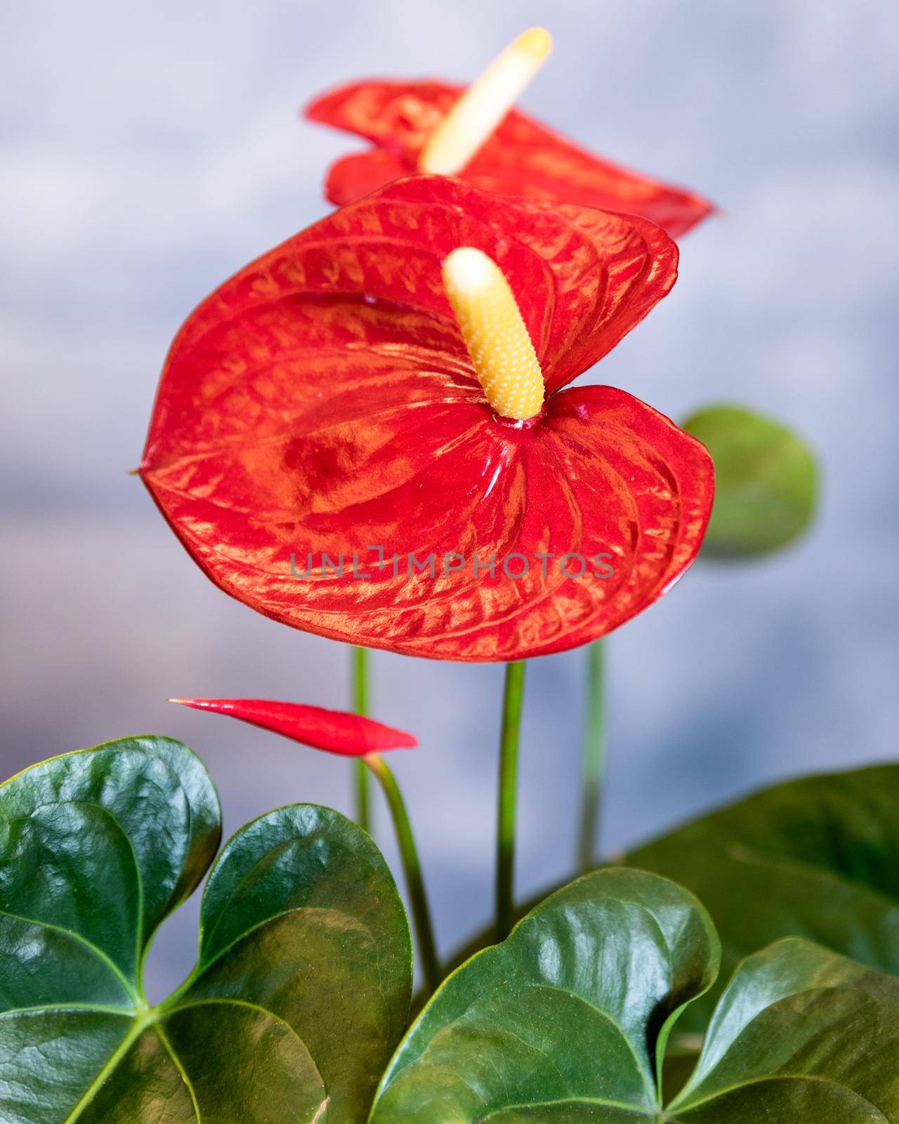 Red Anthurium Laceleaf flower close up