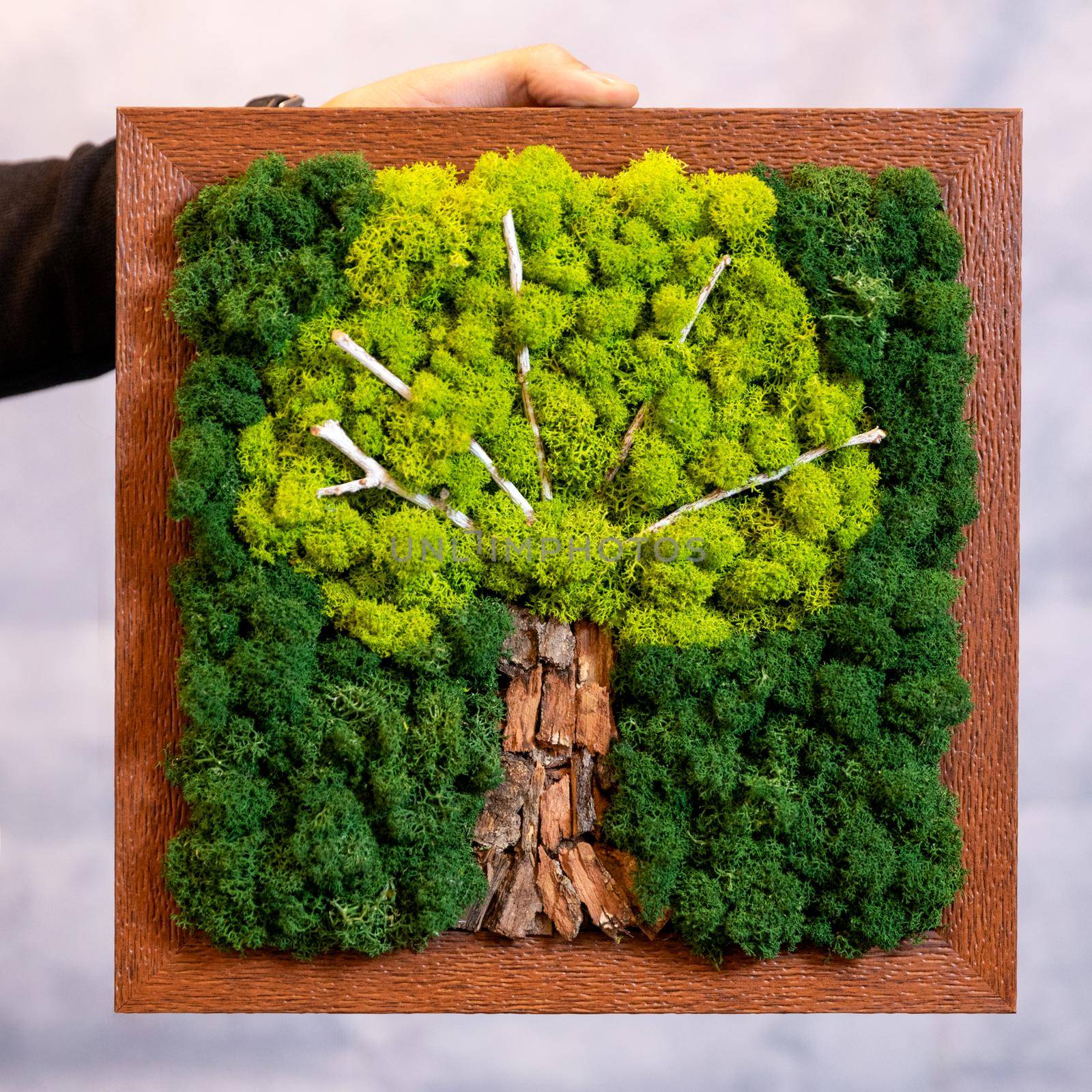 Man holding natural tree-shaped moss for wall