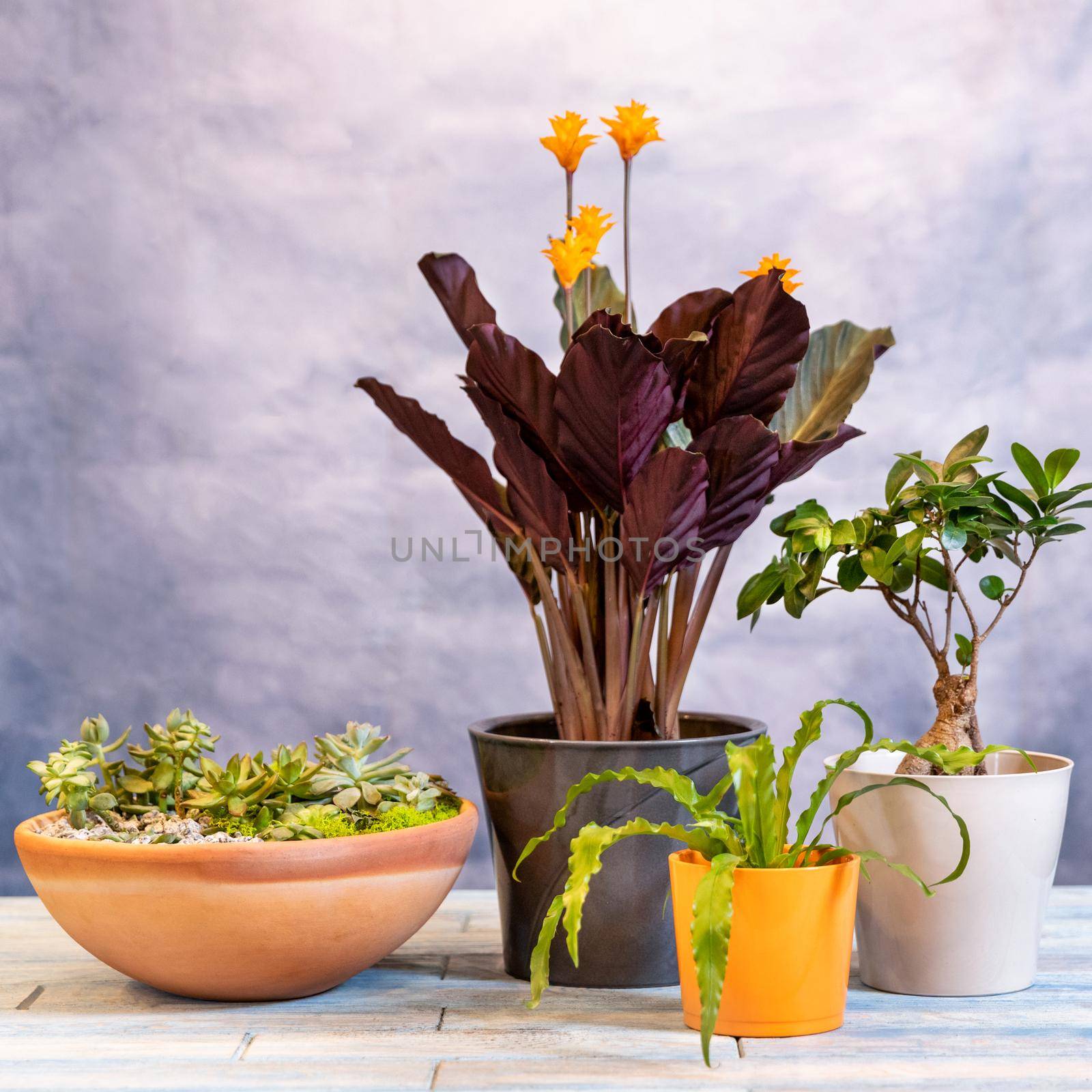 Terrarium, Calathea crocata Tassmania, Prayer Plant, Bonsai side by side