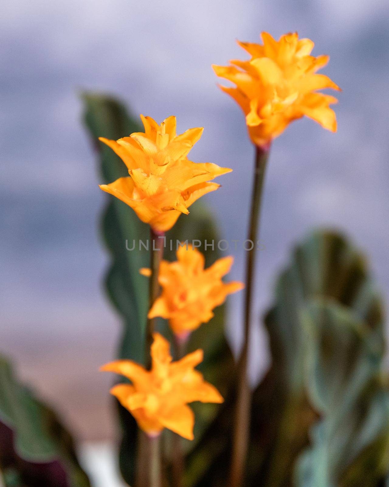 Calathea, Marantaceae flower close up by ferhad