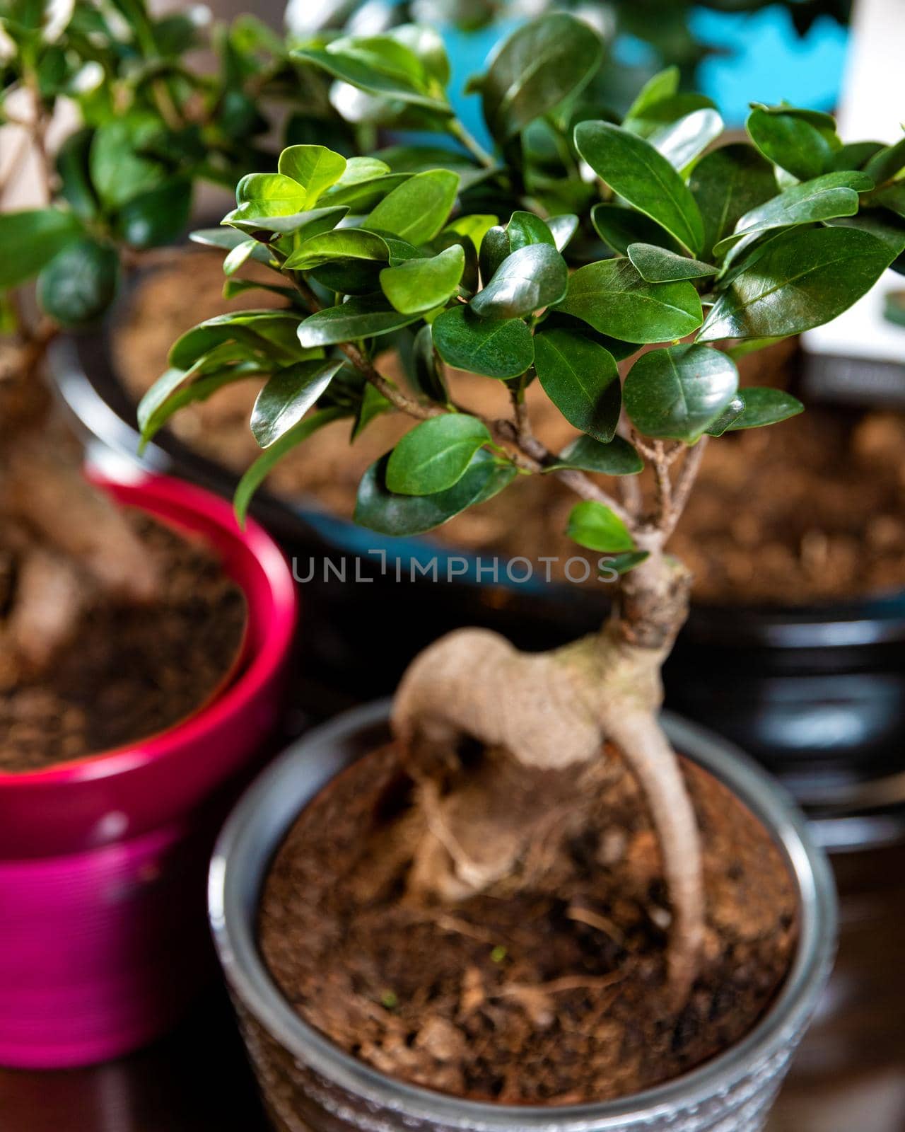 Beautiful small Serissa Bonsai Tree in pot by ferhad