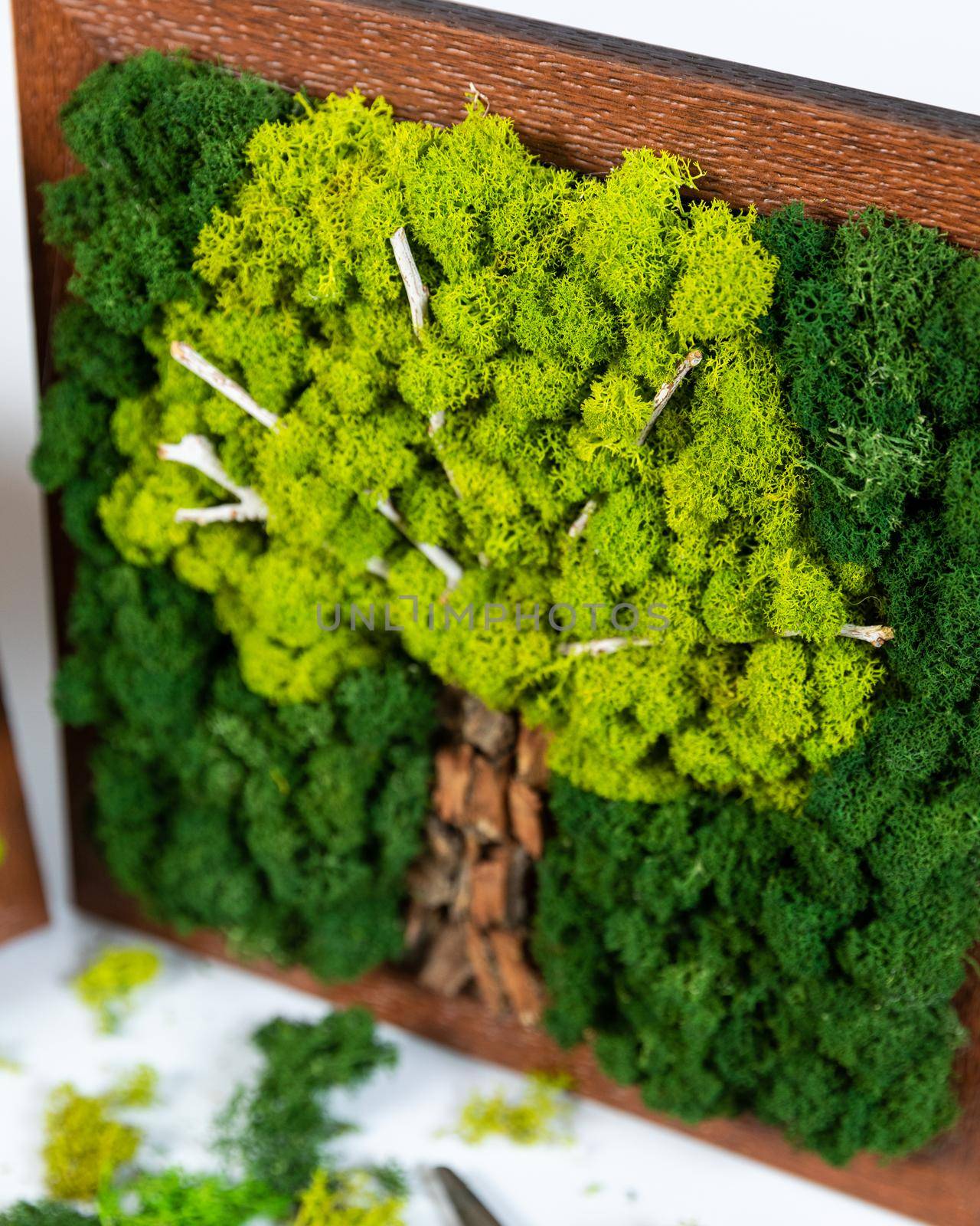 Natural tree shaped moss for wall with scissors, tools by ferhad