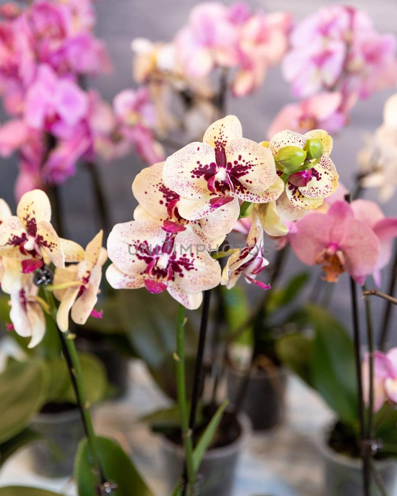 Moth orchid, phalaenopsis flowers close up by ferhad