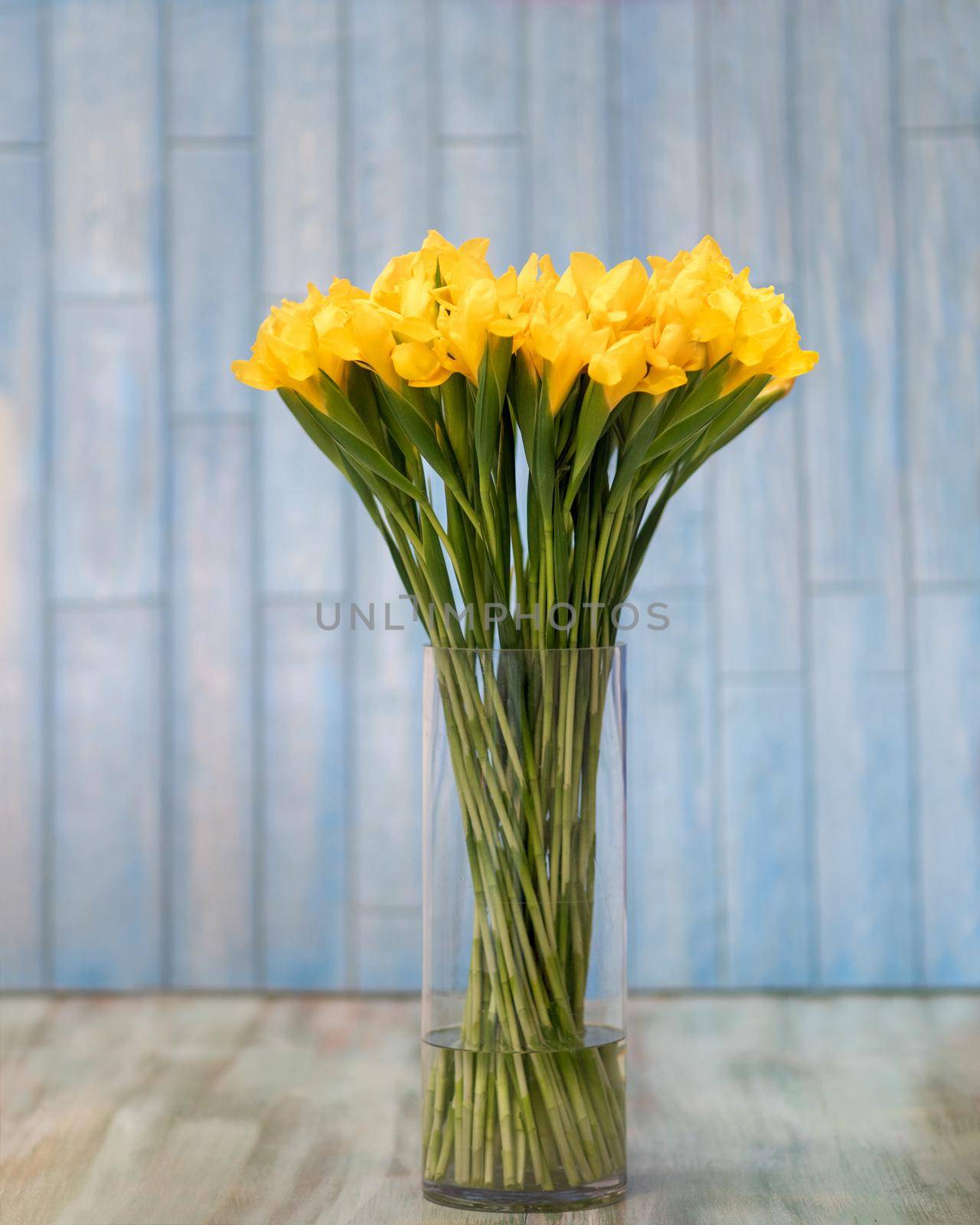 Yellow Dutch Iris Golden Beauty flower by ferhad