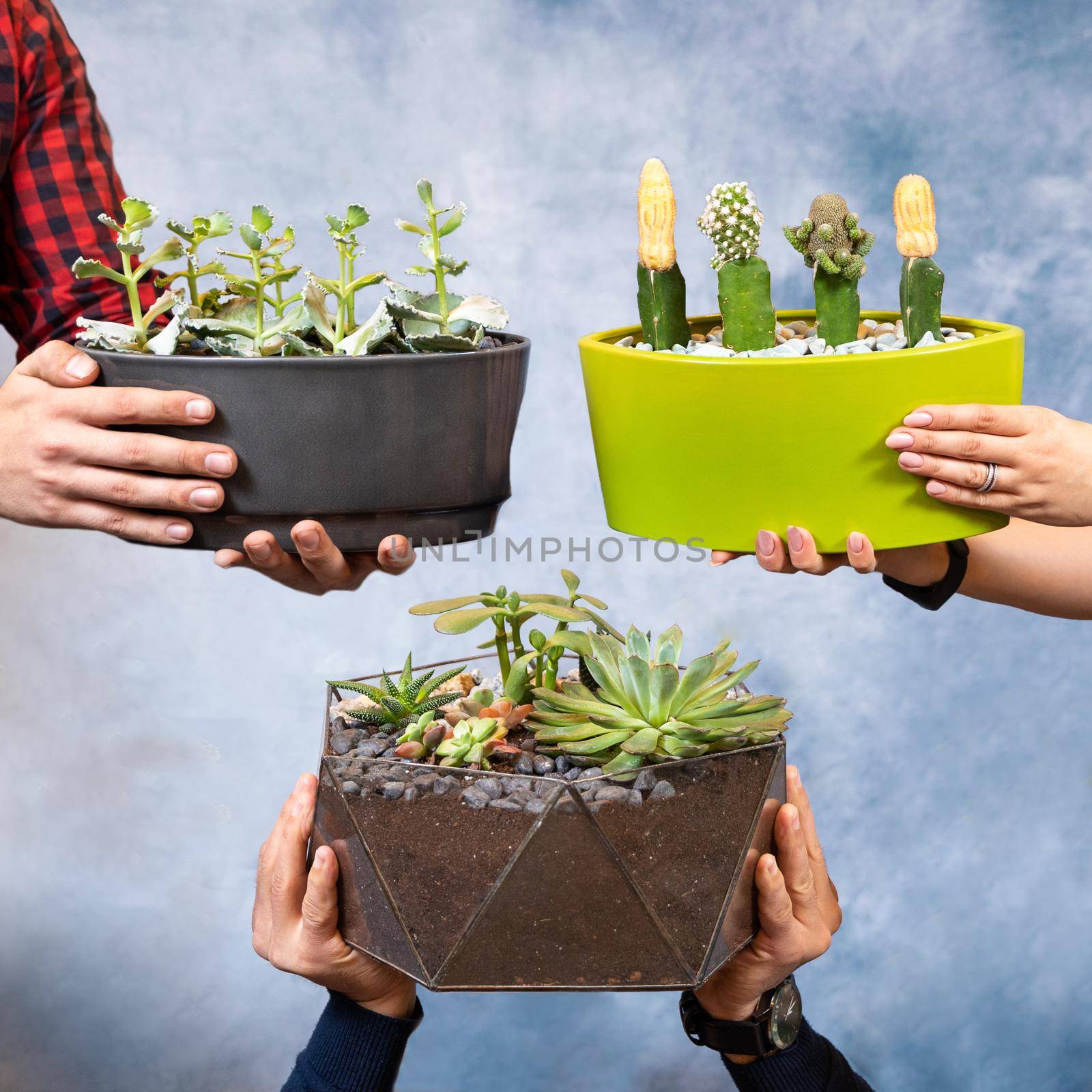 Holding hands 3 terrarium plant, glass pot, ceramic pot by ferhad