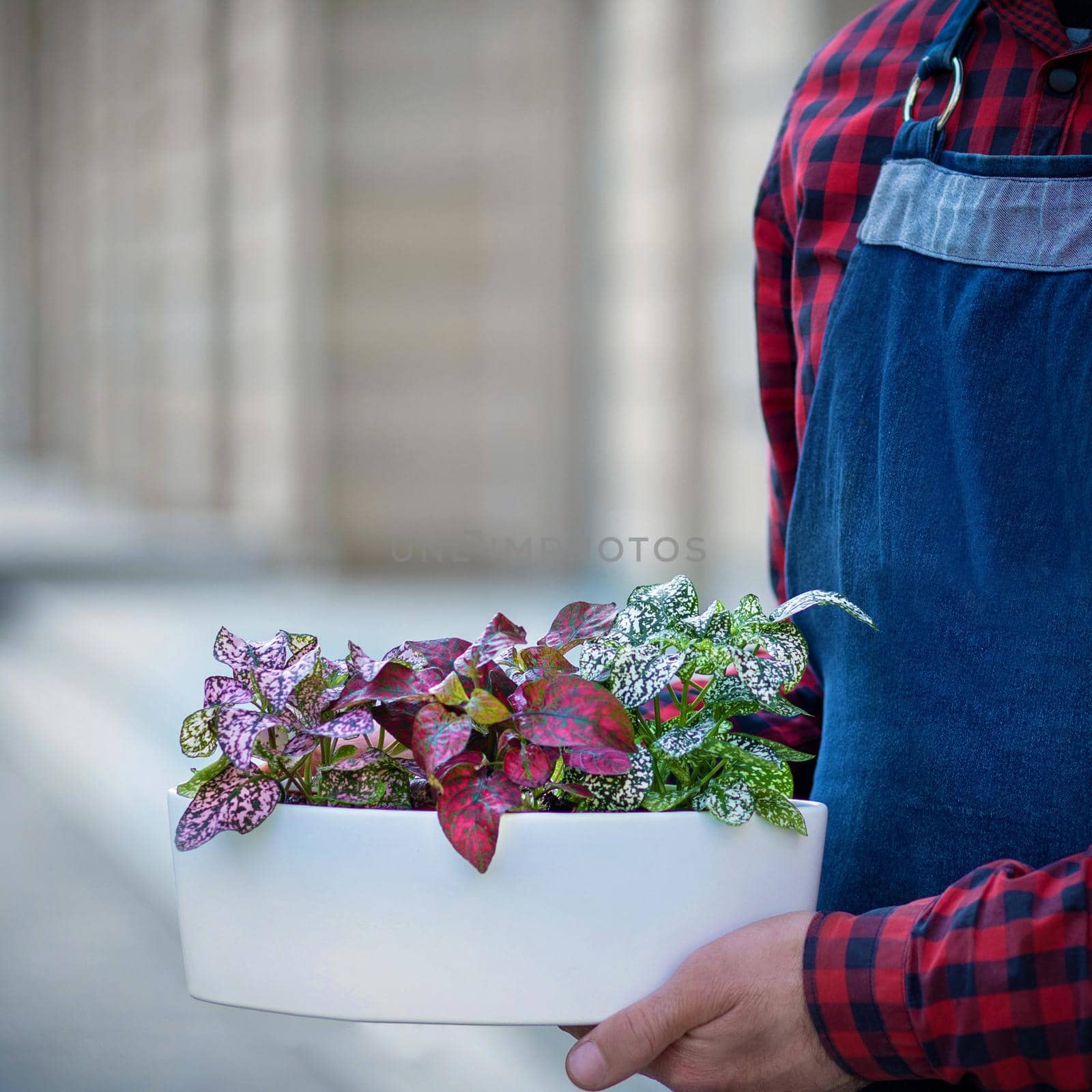 Man holding Painted-leaf, Tiger Begonia