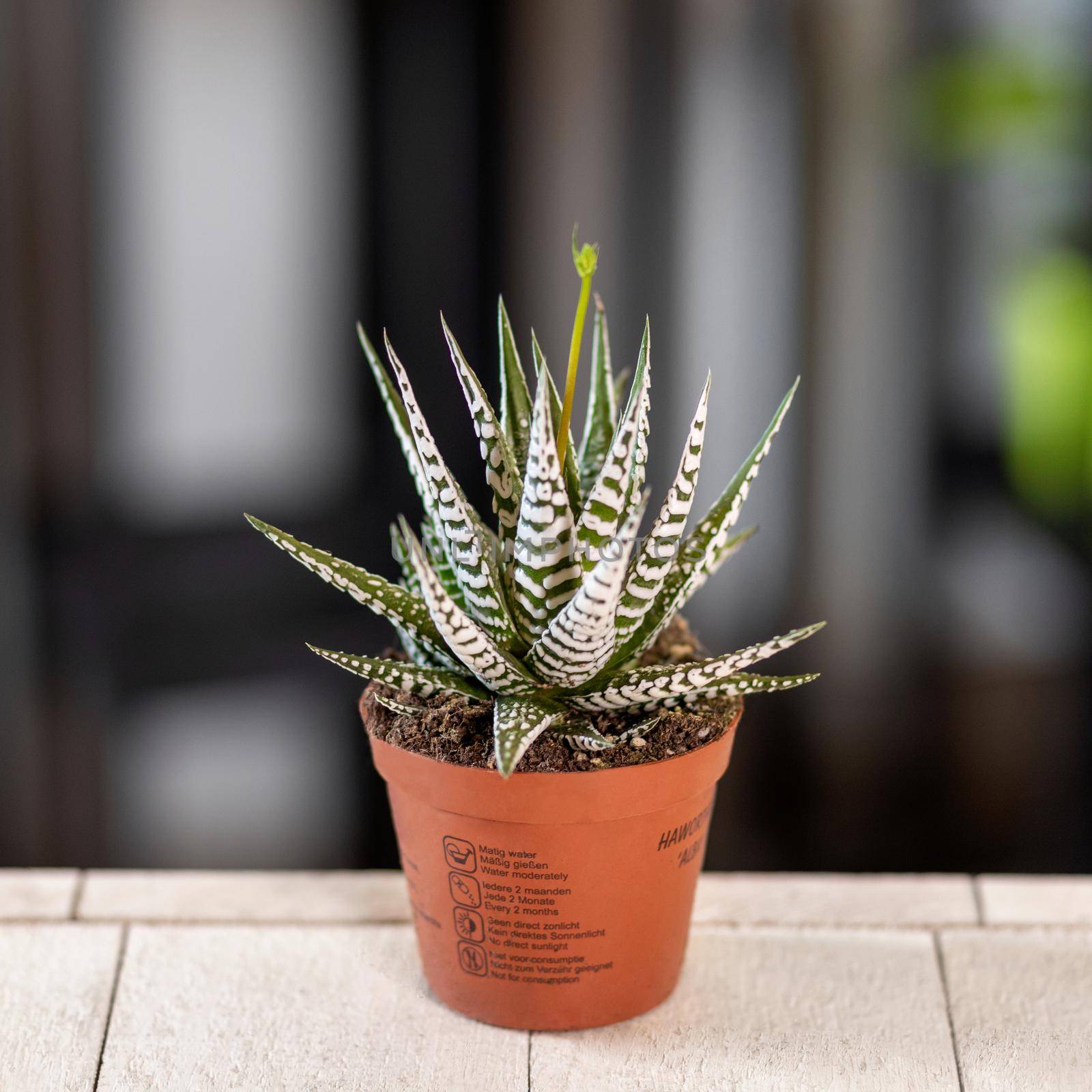 Aloe variegata close up