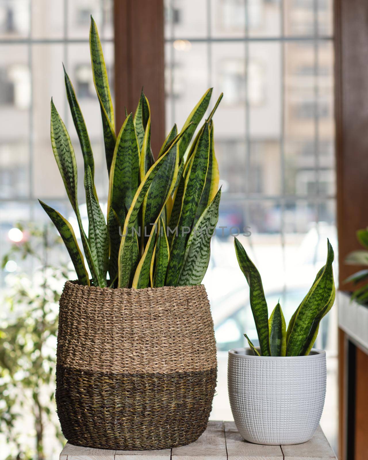 Small and big Sansevieria, Dracaena trifasciata in the pot