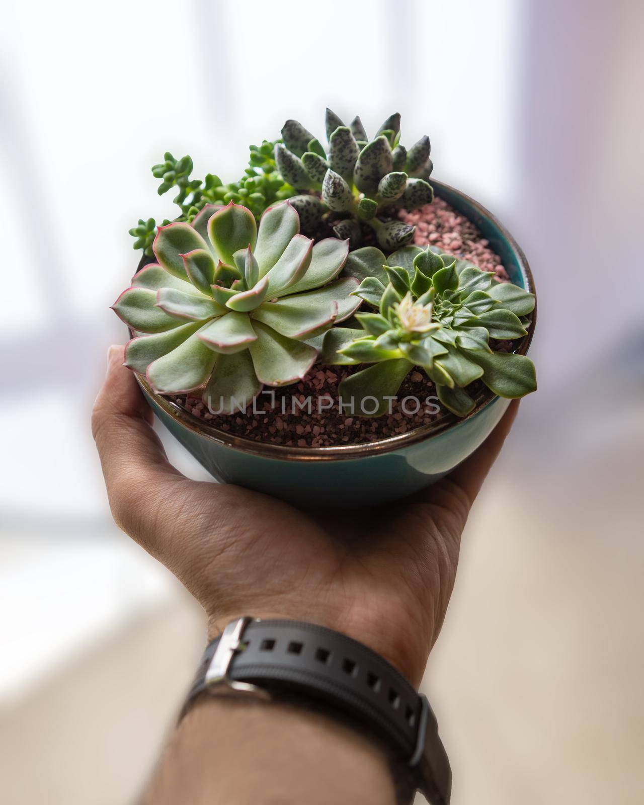 Holding in hand Terrarium plant with succulent, cactus ceramic pot