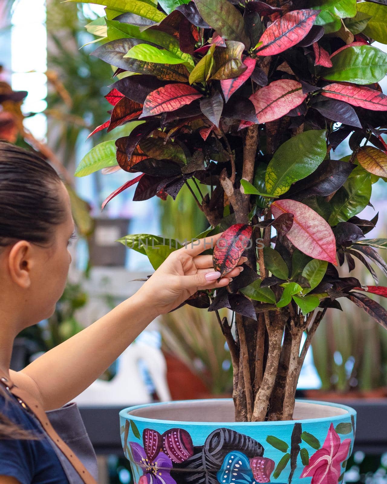 Gardener woman holding Codiaeum Iceton - Croton leaf