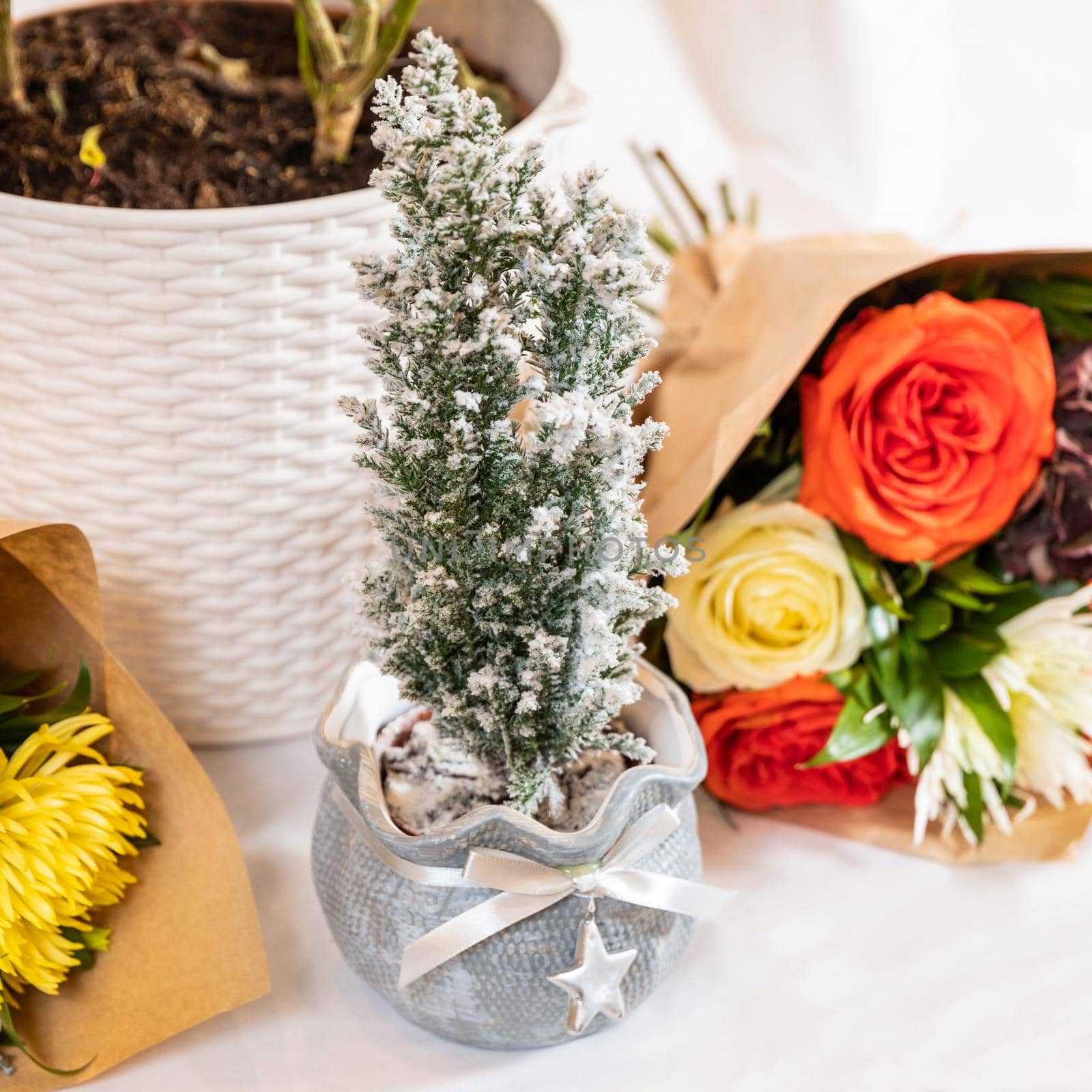 Plant and beautiful flower bouquet with white background