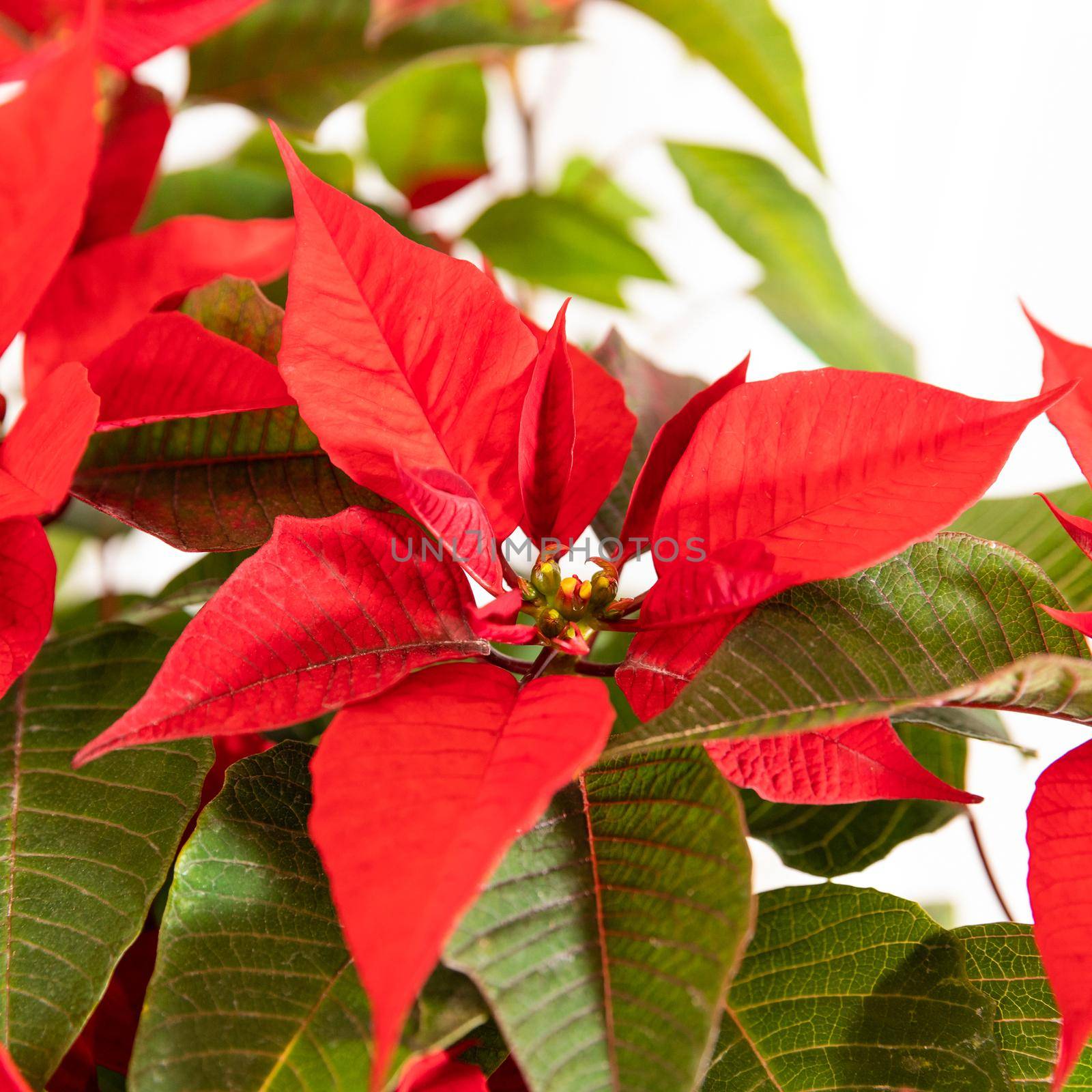 Beautiful red Poinsettia flower plant close up