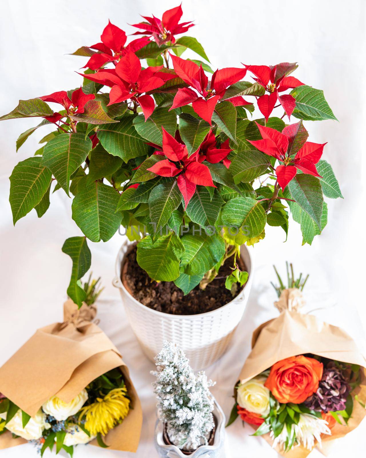 Beautiful red Poinsettia flower plant with white background by ferhad