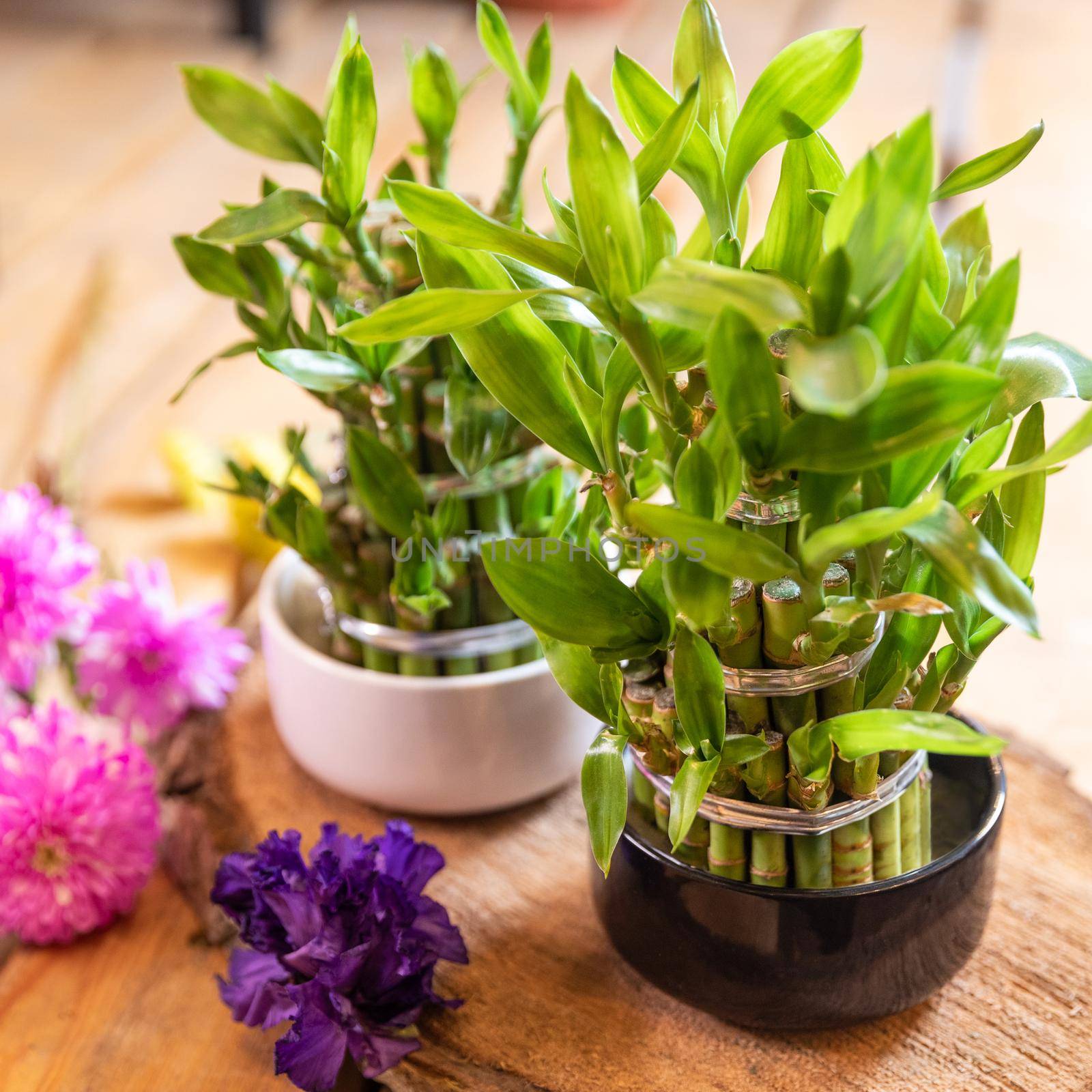 Small bamboo in a pot with flowers