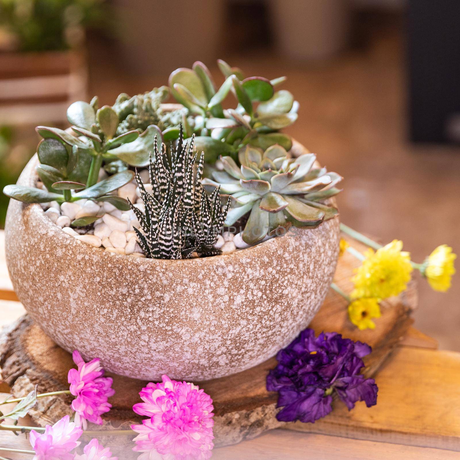 Terrarium plant with succulent, cactus ceramic pot