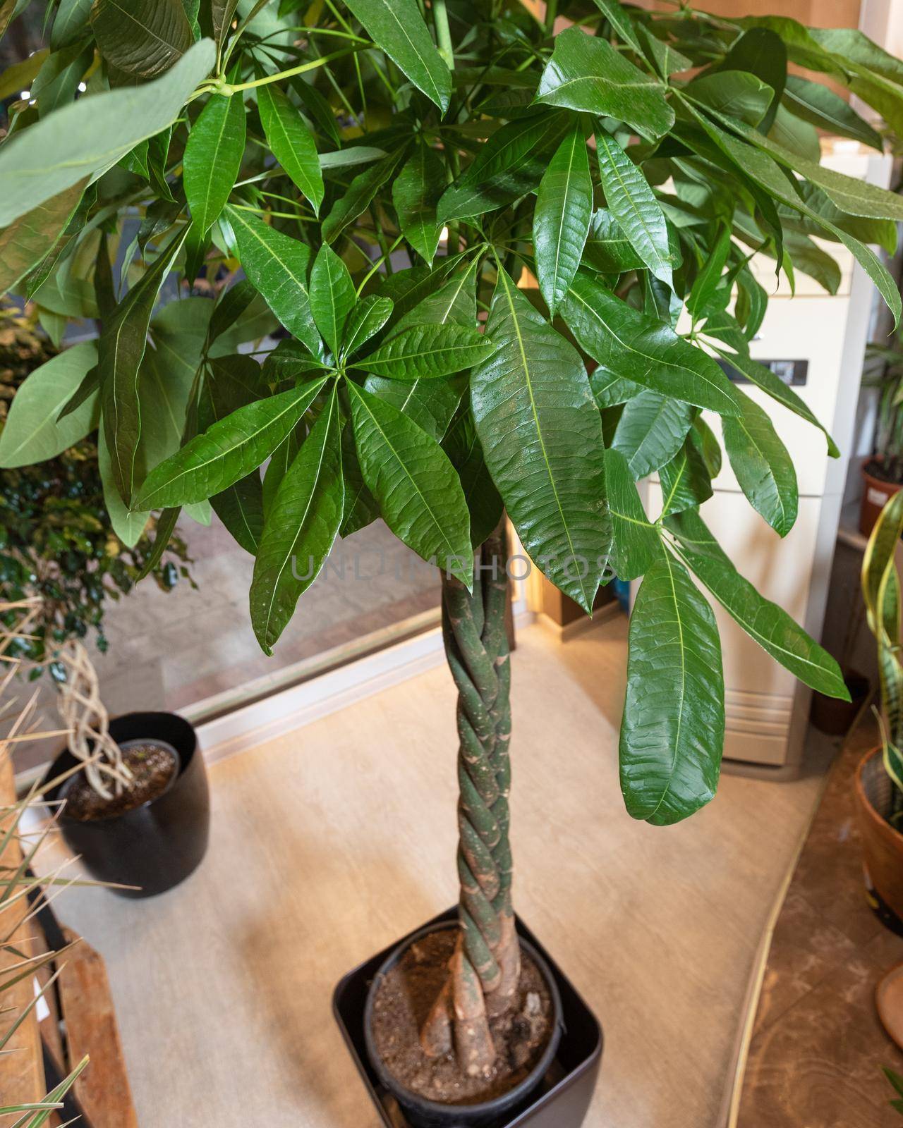 Guiana Chestnut Malvaceae, money tree plant from above by ferhad