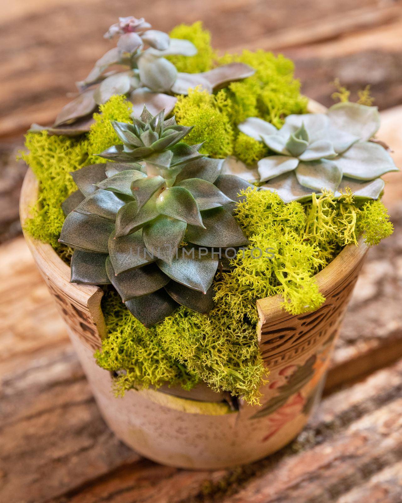 Terrarium plant with succulent, cactus ceramic pot by ferhad