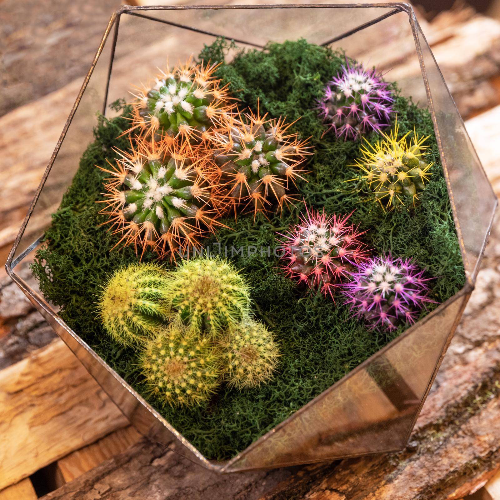 Terrarium plant with succulent, cactus in glass