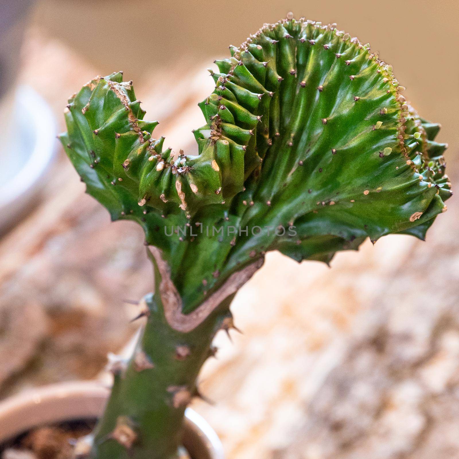 Euphorbia lactea Cristata cactus close up by ferhad